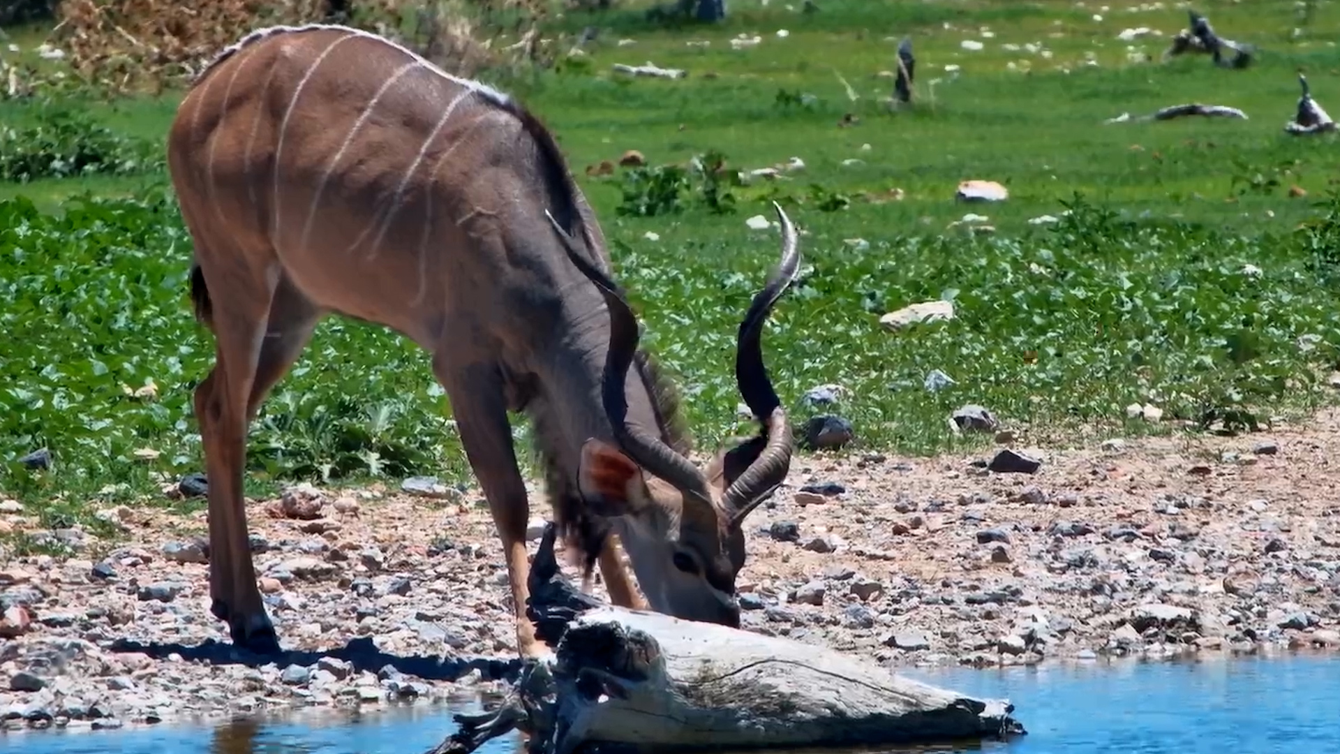 Kudu Bull Makes a Quick Stop at the Waterhole