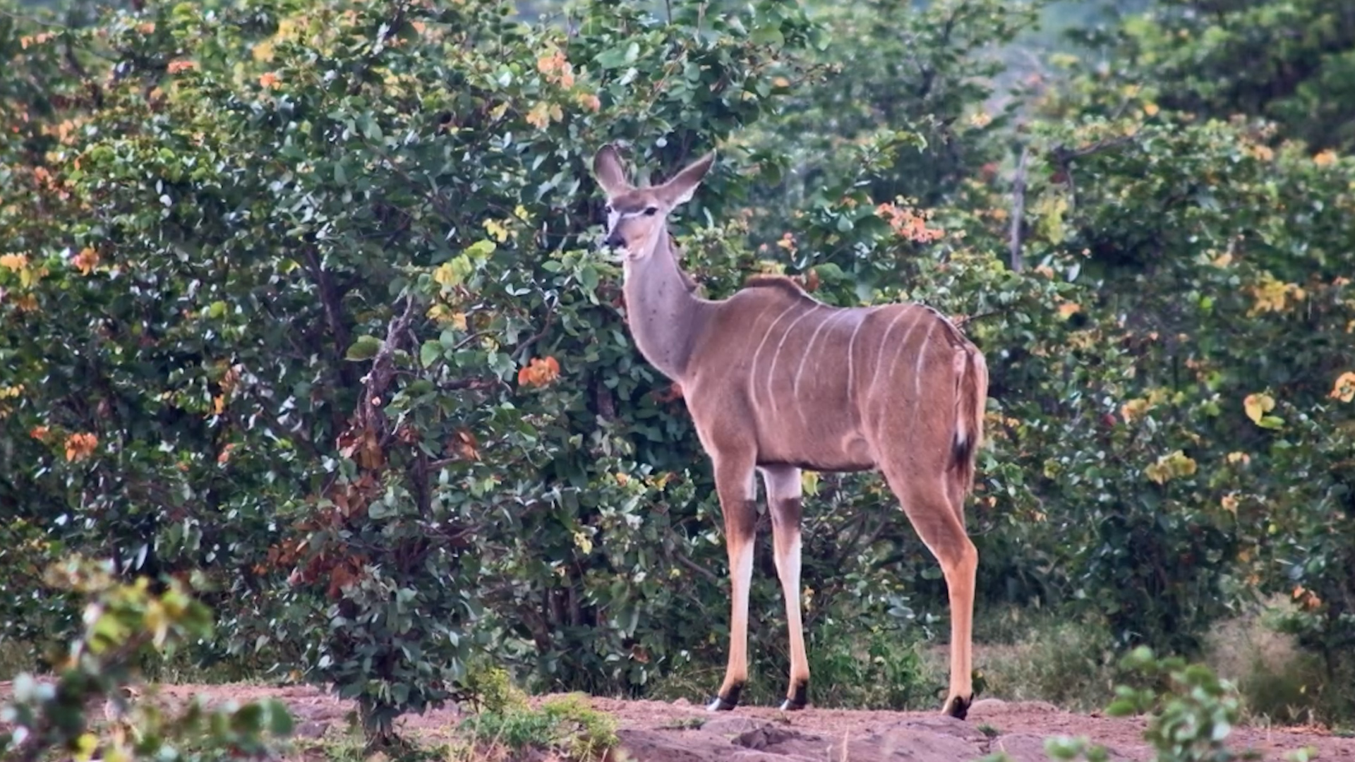 Kudu in the Rain