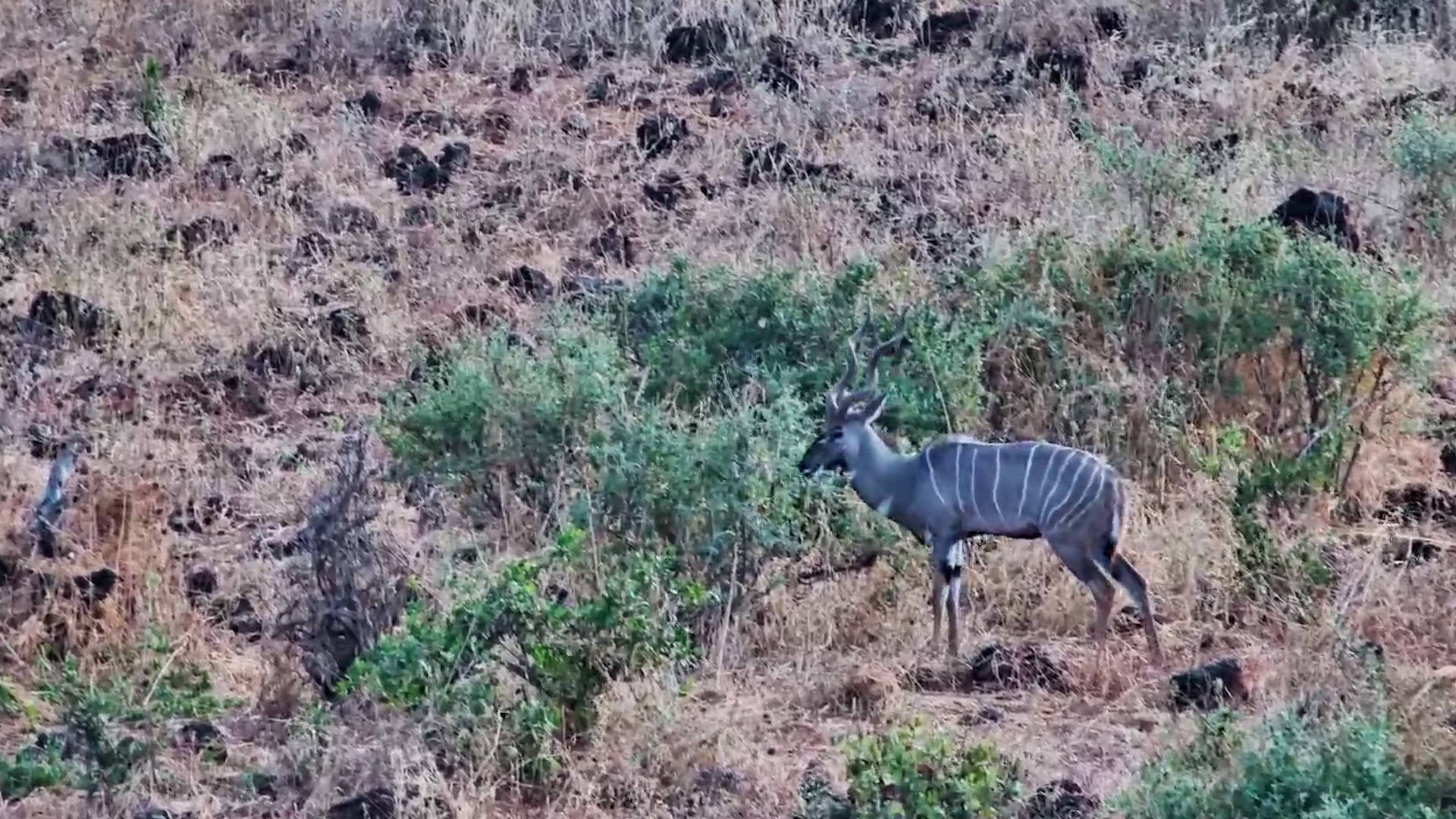 The Secretive Lesser Kudu