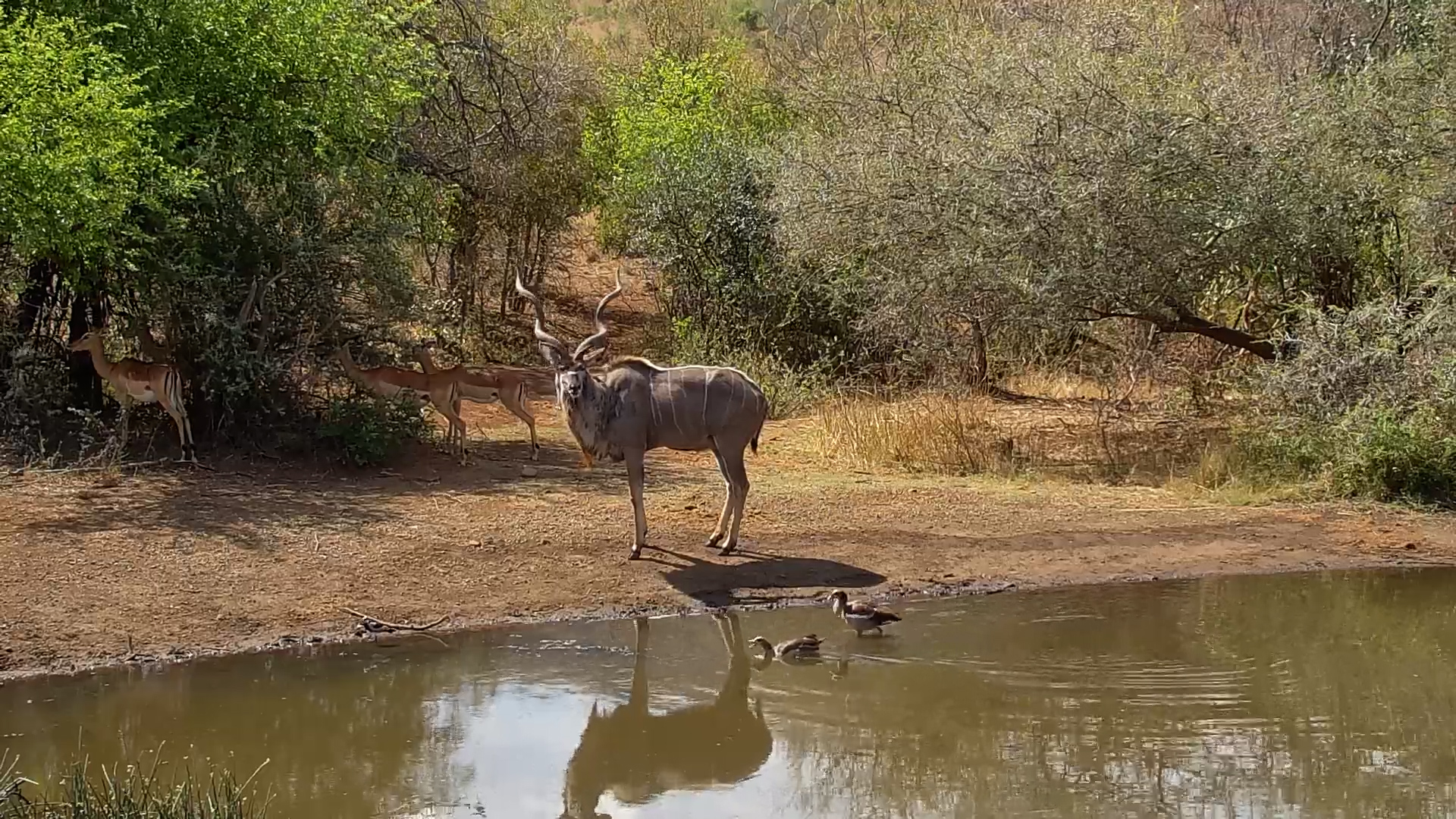 Kudu Bull with Massive Horns Arrives at Kwa Maritane