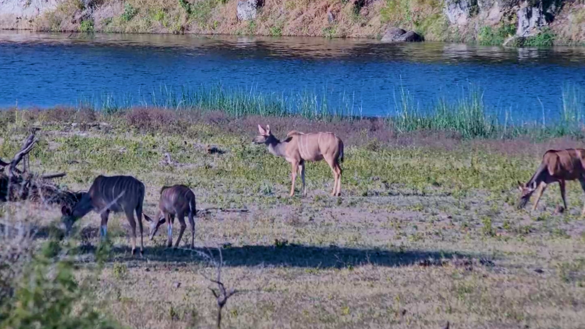 Kudus Enjoy a Sunny Day Beside the River