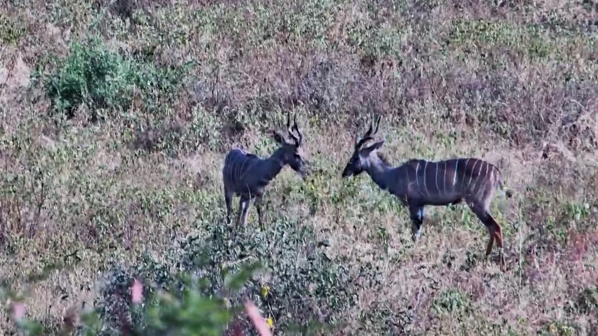 One of Africa's Most Elusive Antelope