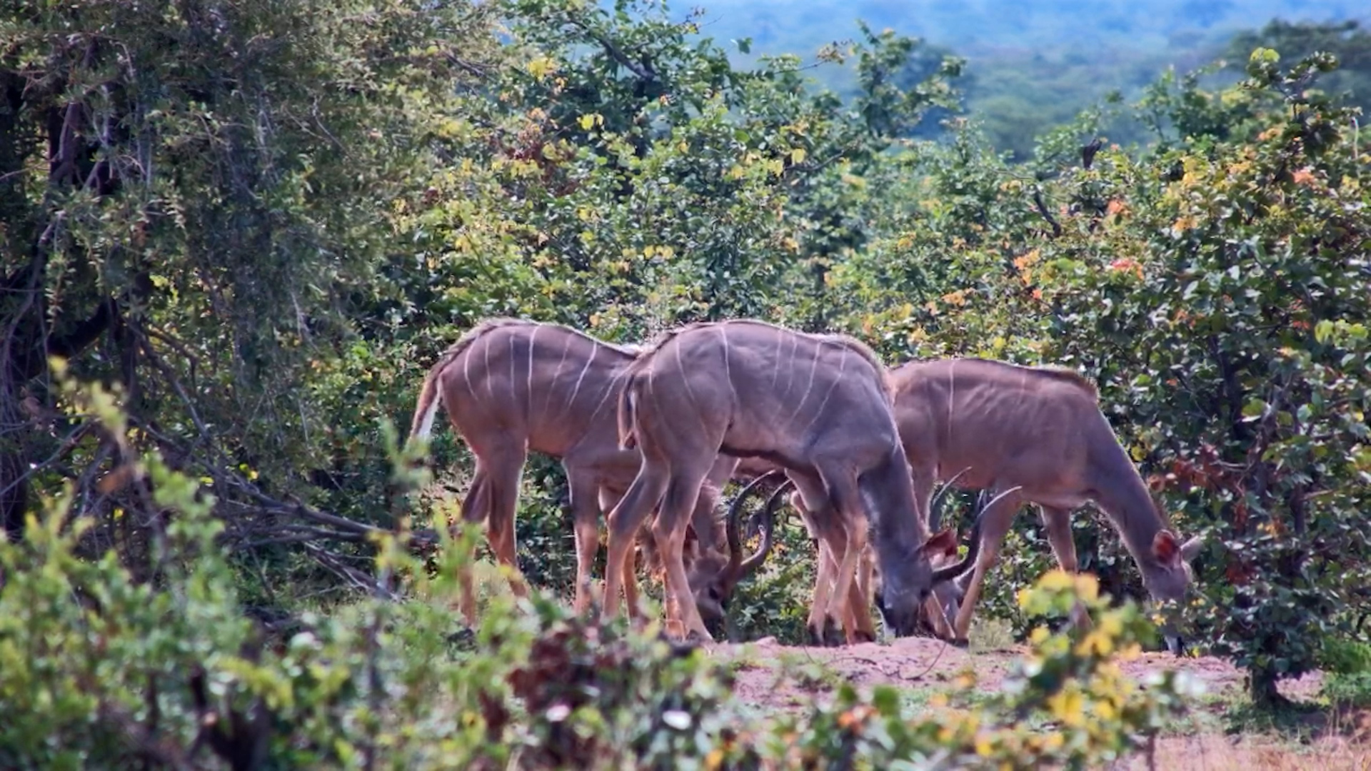 Kudu Herd Feeds at the Waterhole