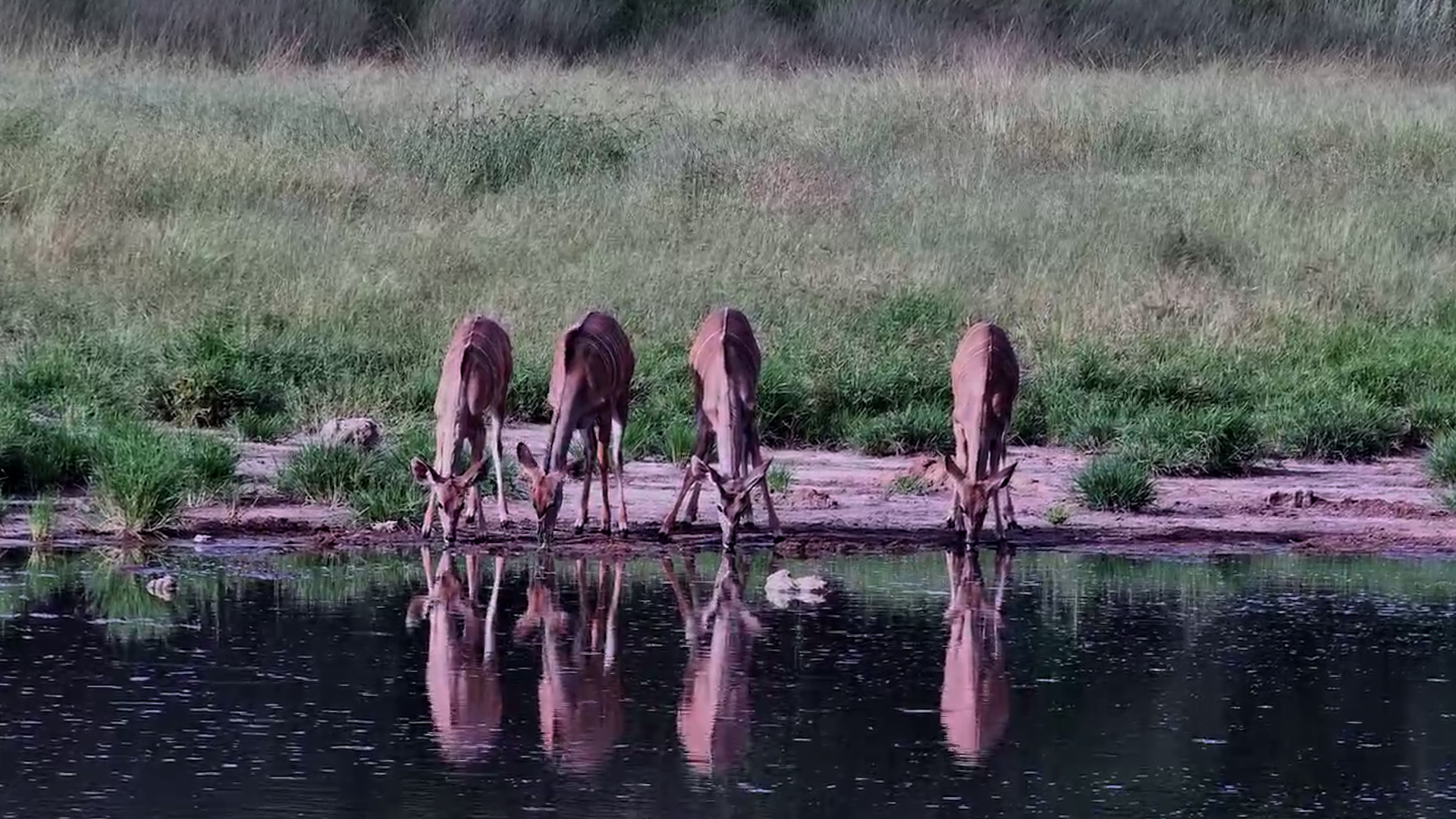 Kudu Enjoy a Waterhole Pause
