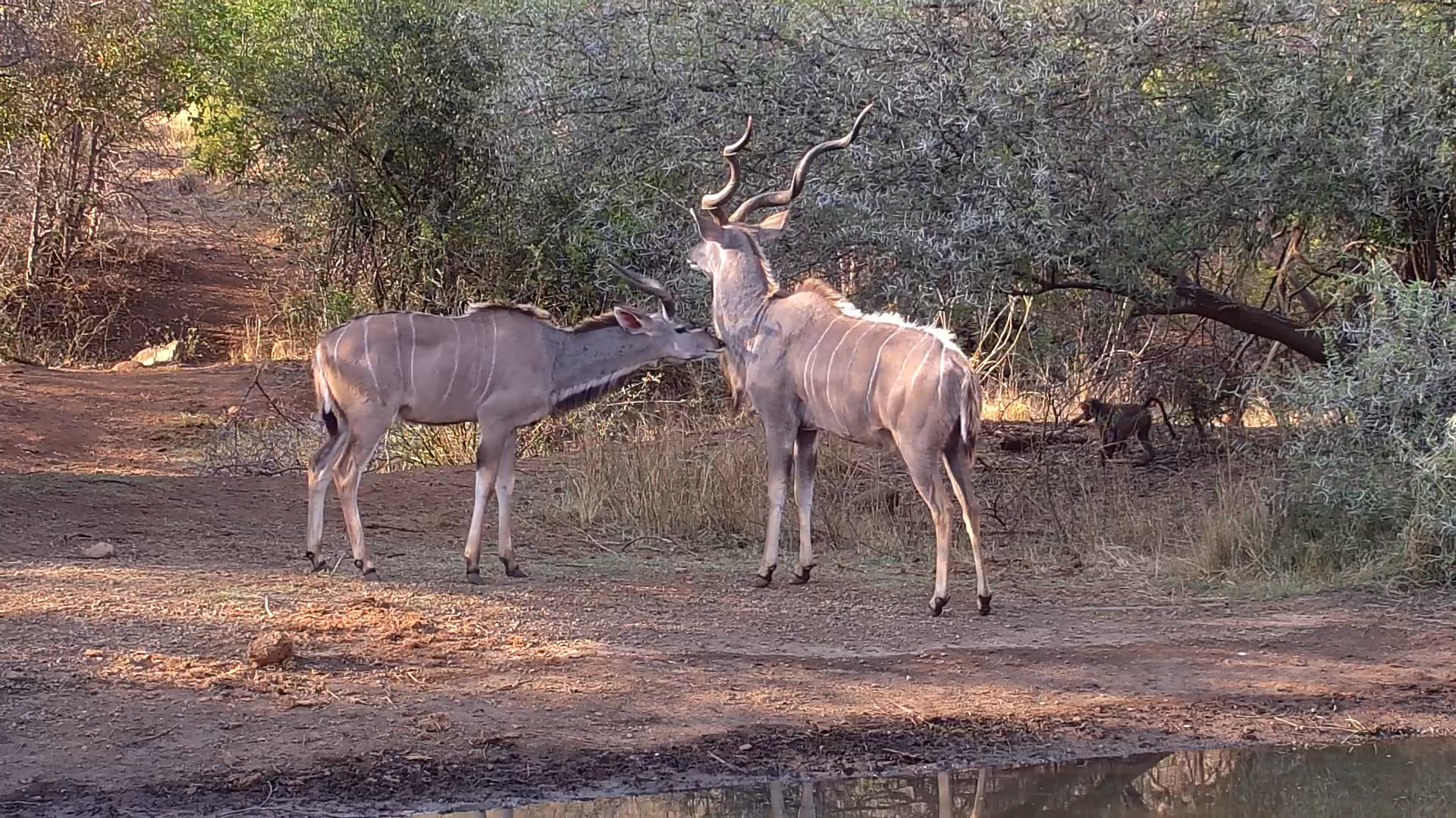 Young Meets Old | Kudu Bulls Show Respect and Curiosity