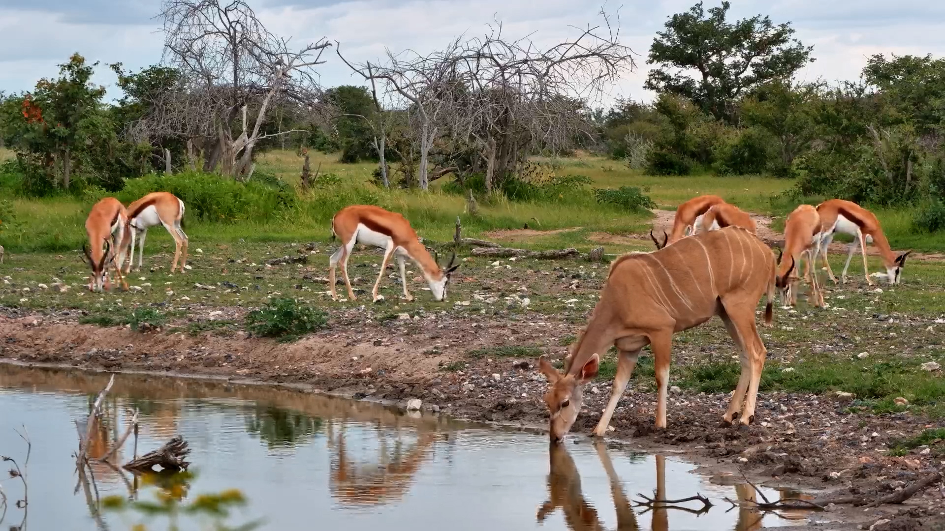 Kudu Sips While Springbok Snack!