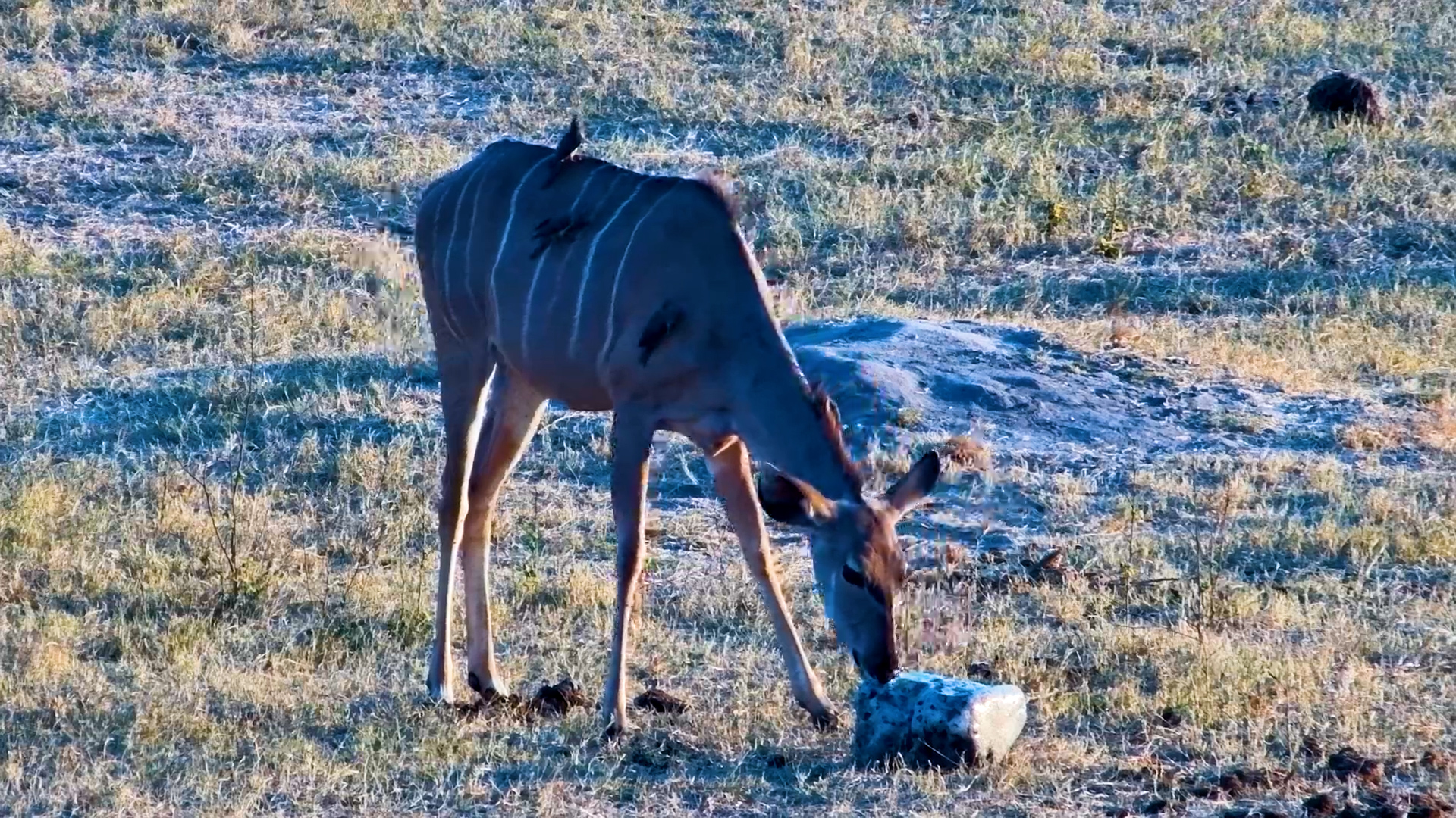 A Kudu's Mineral Stop