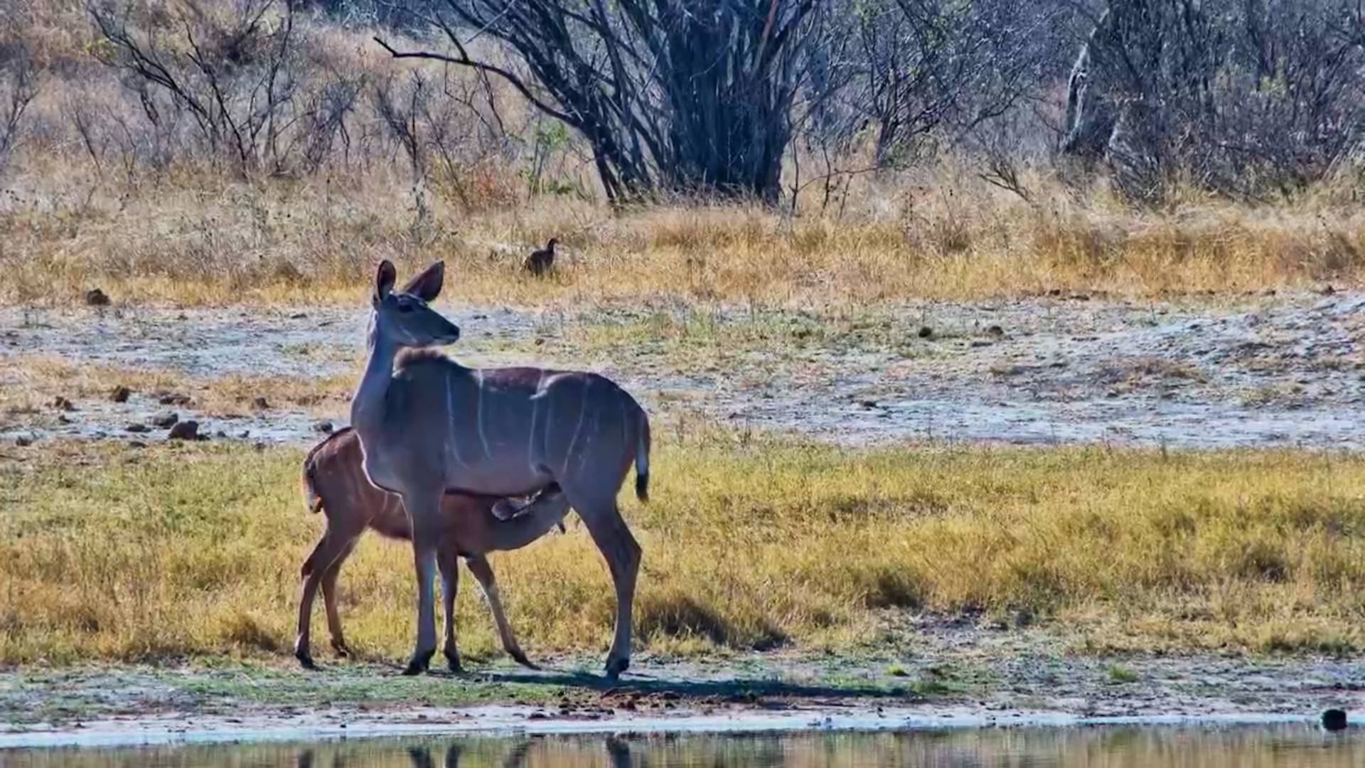 Kudu Stops for a Milk Break