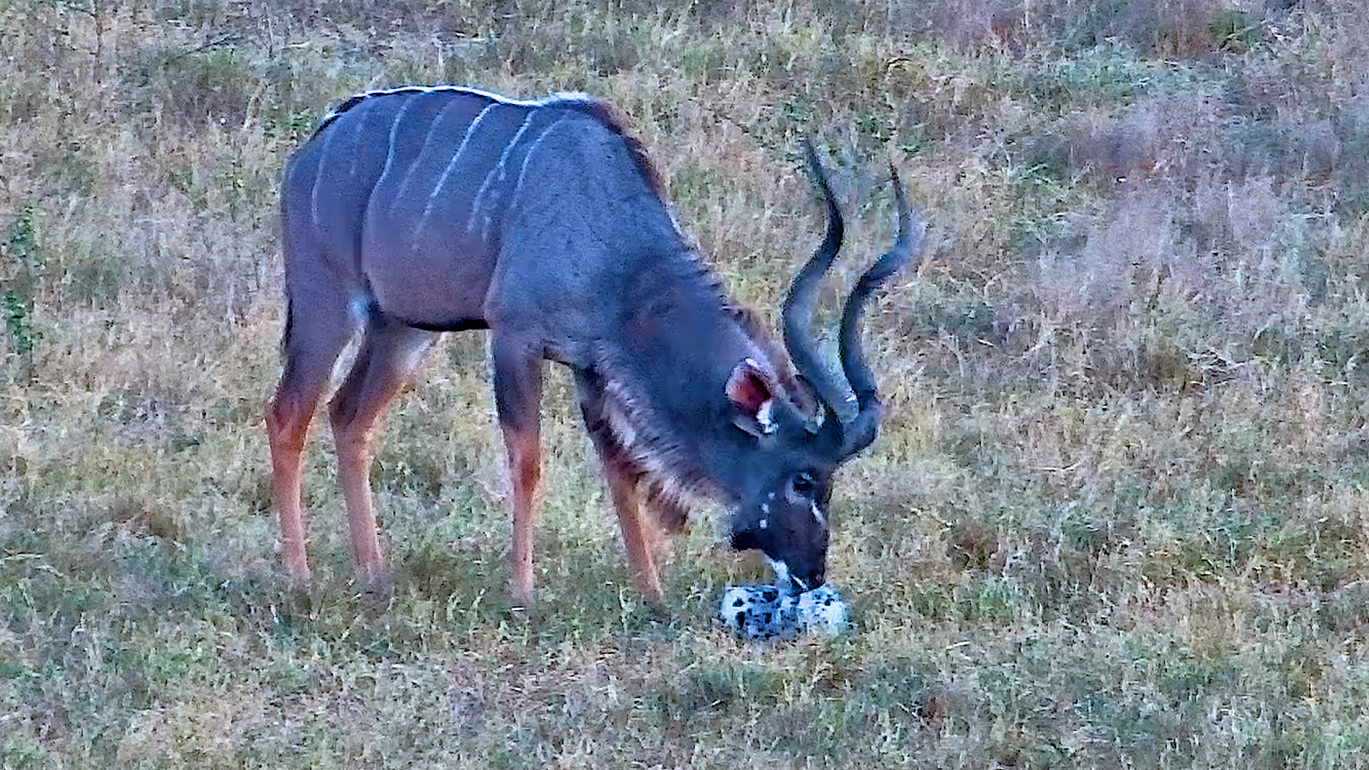 Kudu Found the Good Stuff