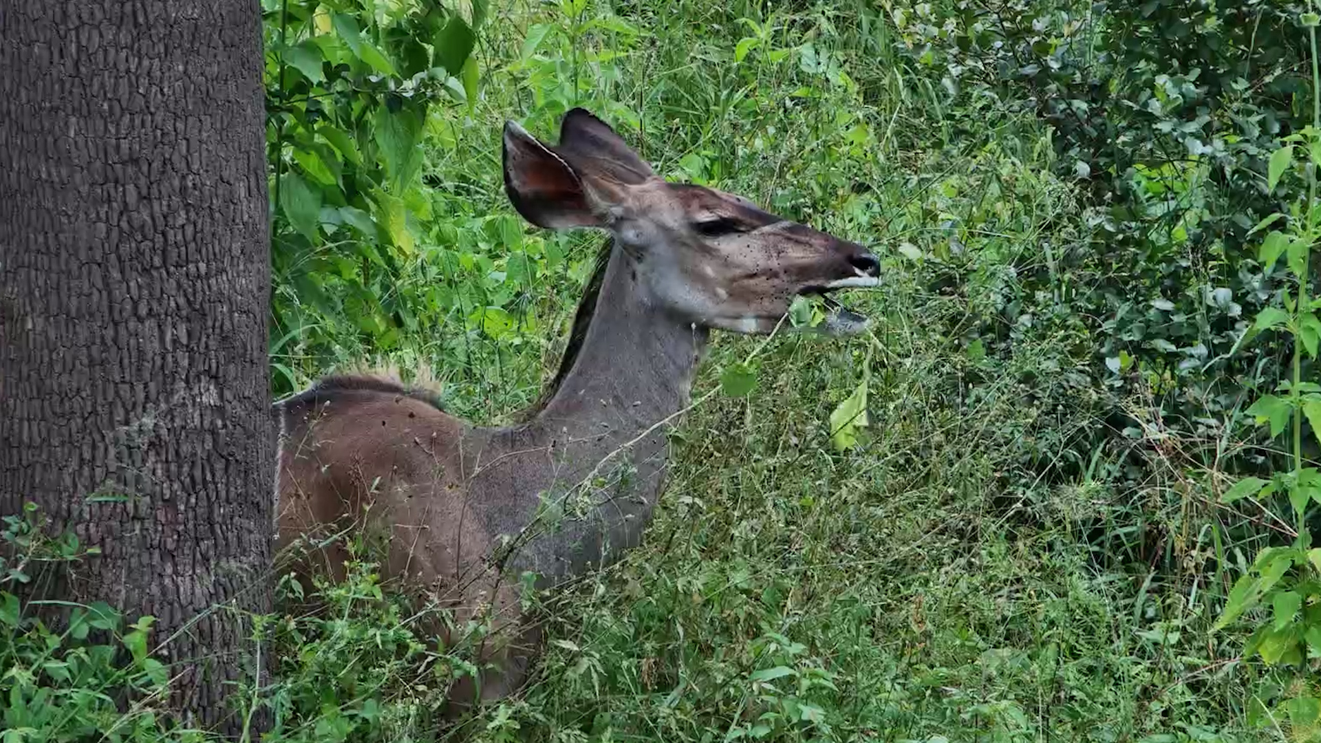 Kudus Feast on the Green Buffet