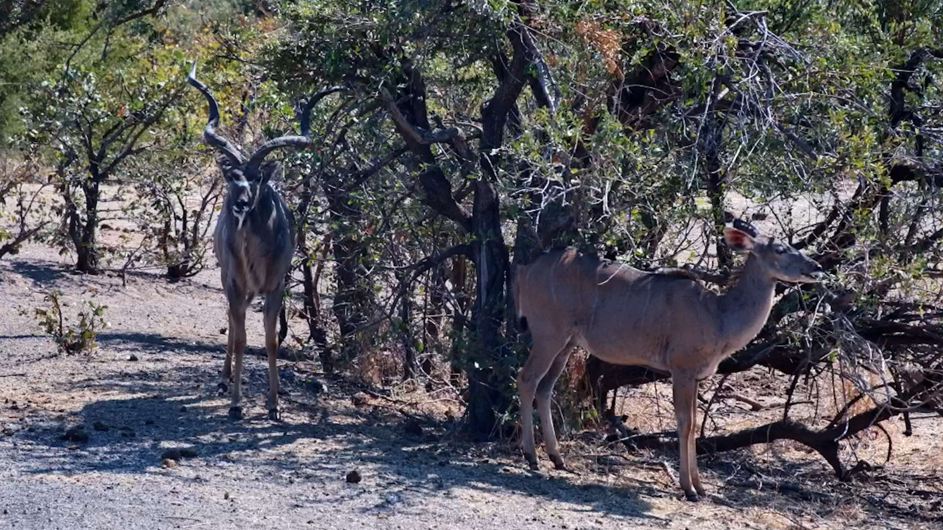 A Quiet Afternoon for This Kudu Couple