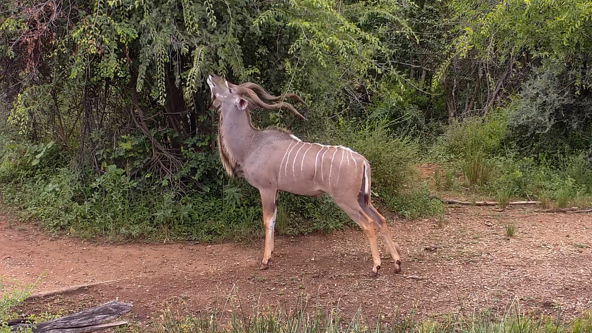 Nature’s Gentleman