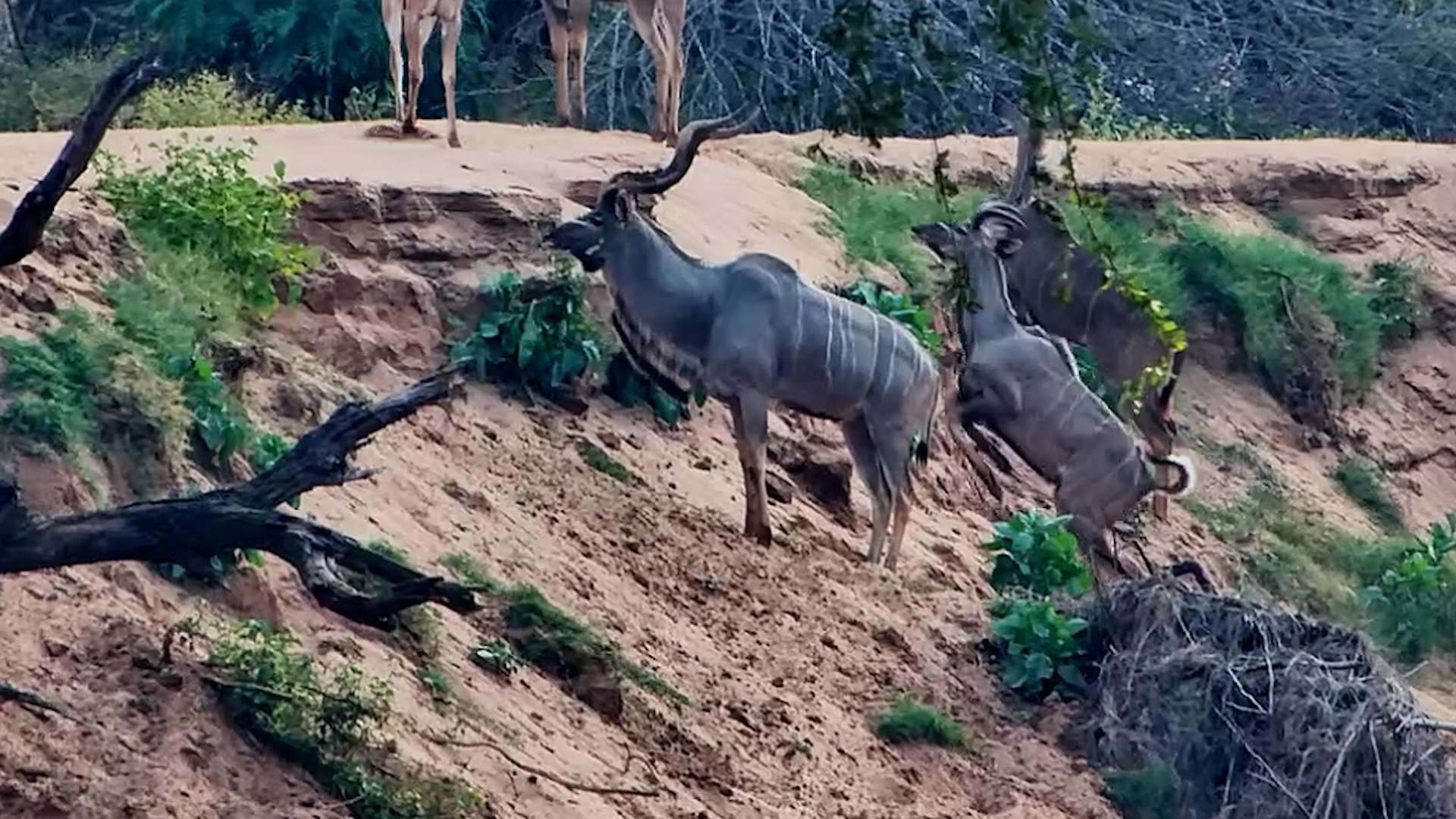 The Kudu Bulls Had a Problem