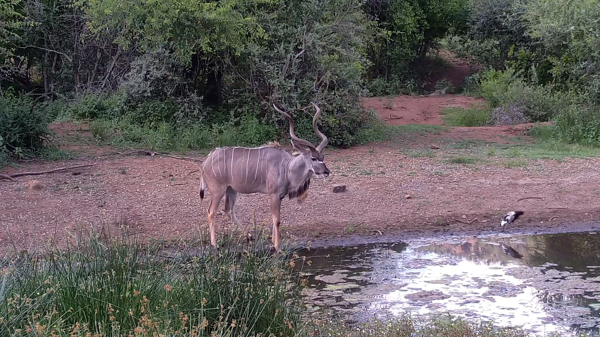 Kudu Stands Proud at Kwa Maritane Waterhole