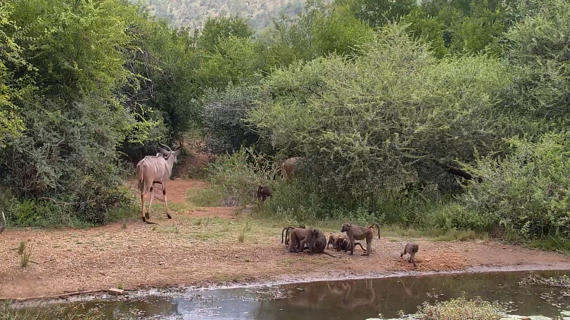Kudus and Baboons at Kwa Maritane