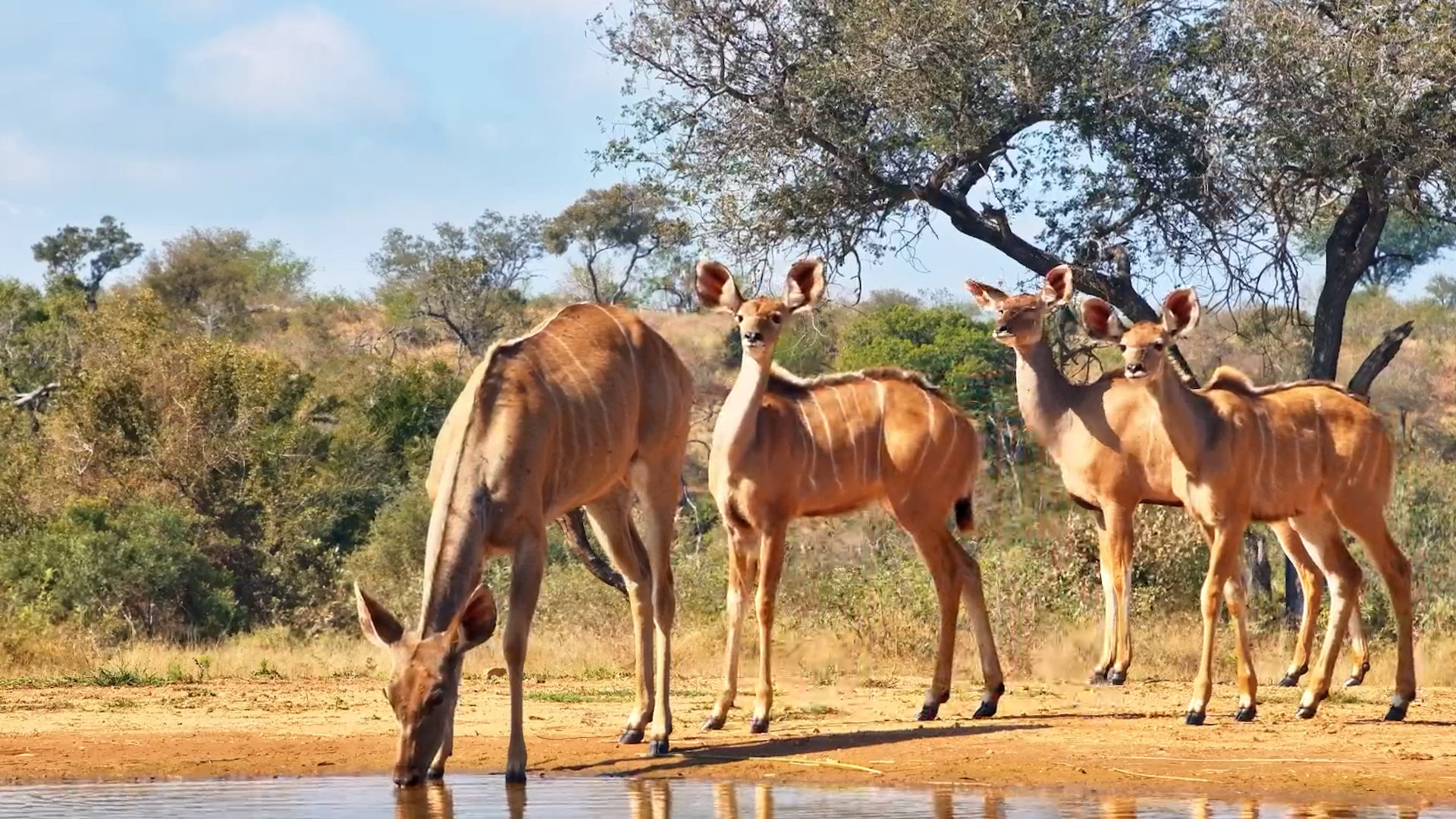 Kudus Stop In for a Quick Drink