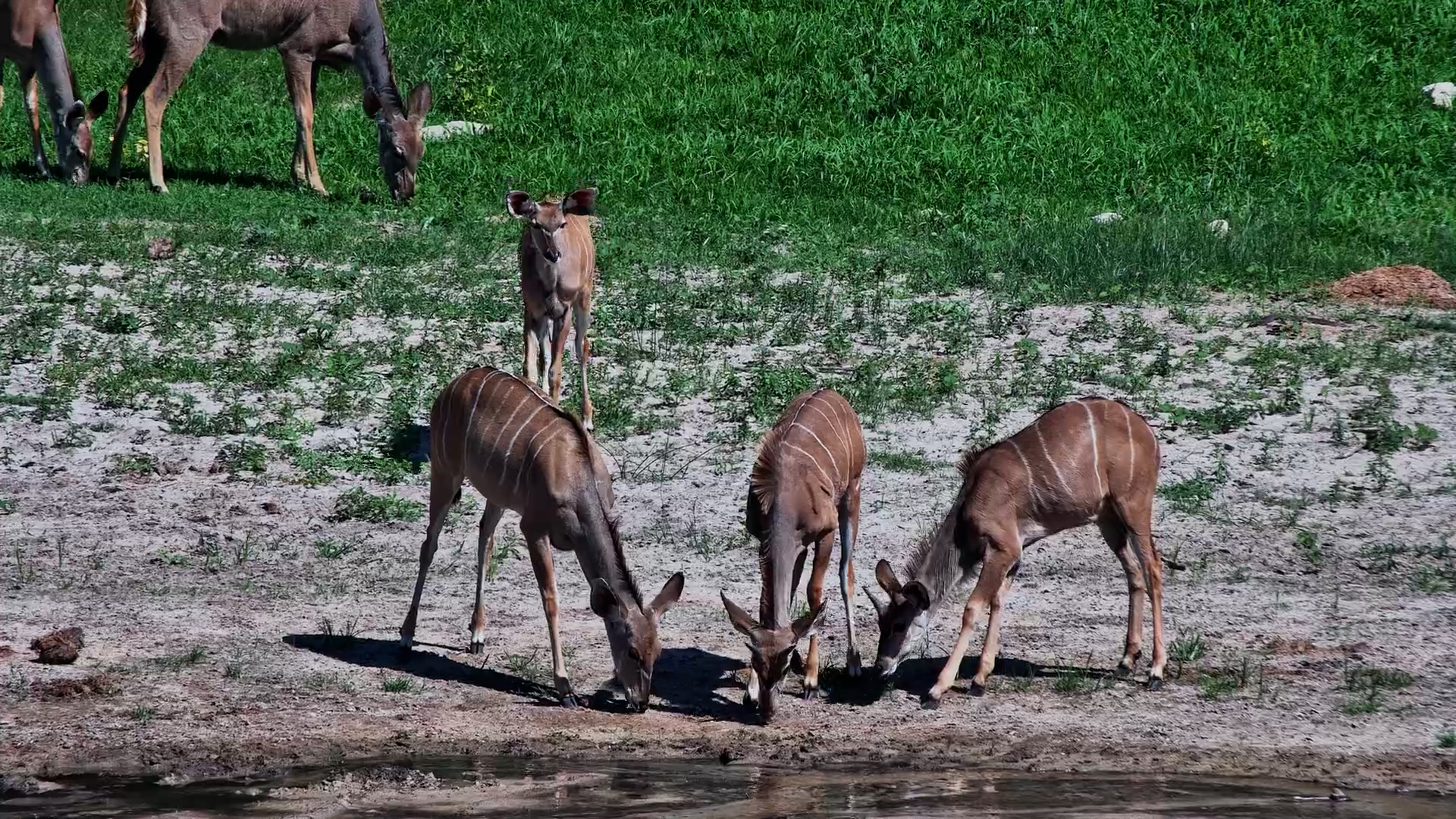 Kudu Herd Visits Camelthorn Waterhole
