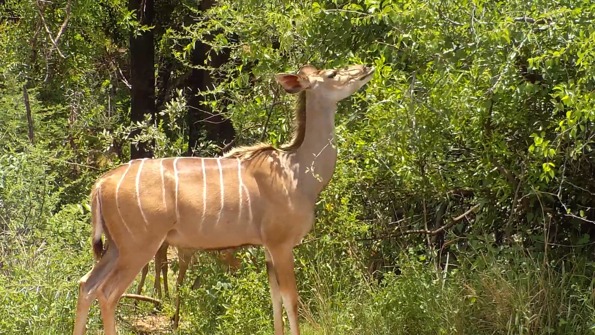 Kudus Hydrate and Munch at Kwa Maritane