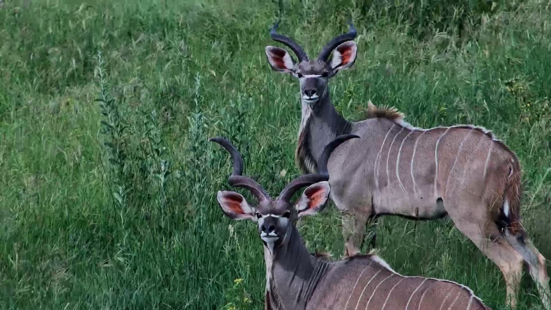 Kudu Bulls at Moela Waterhole