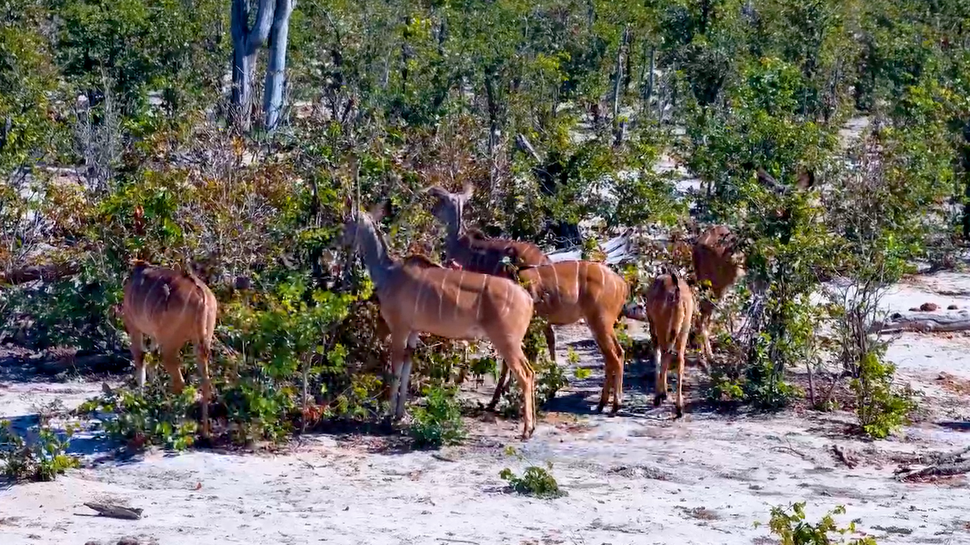The Quiet Life of a Kudu Family