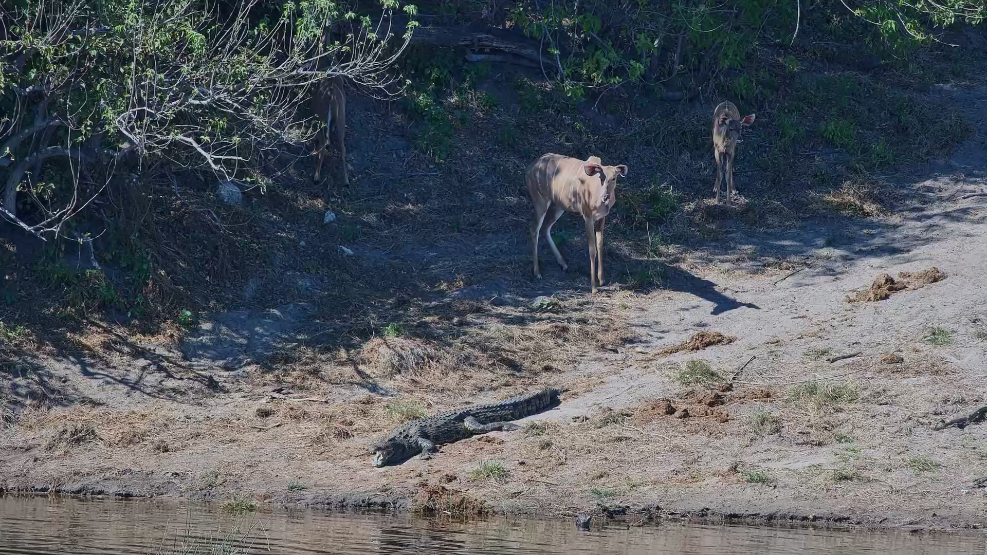 Kudu Want a Drink… But the Crocodile Isn’t Moving