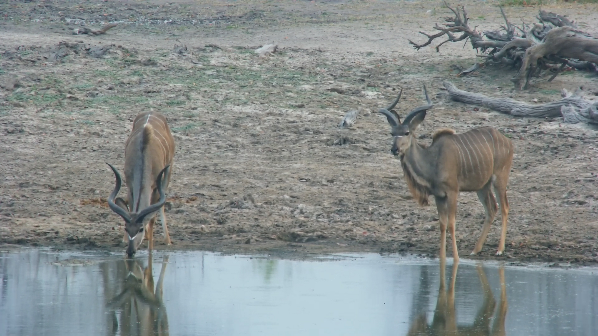Two Kudu Males Drink at Twin Pan Waterhole