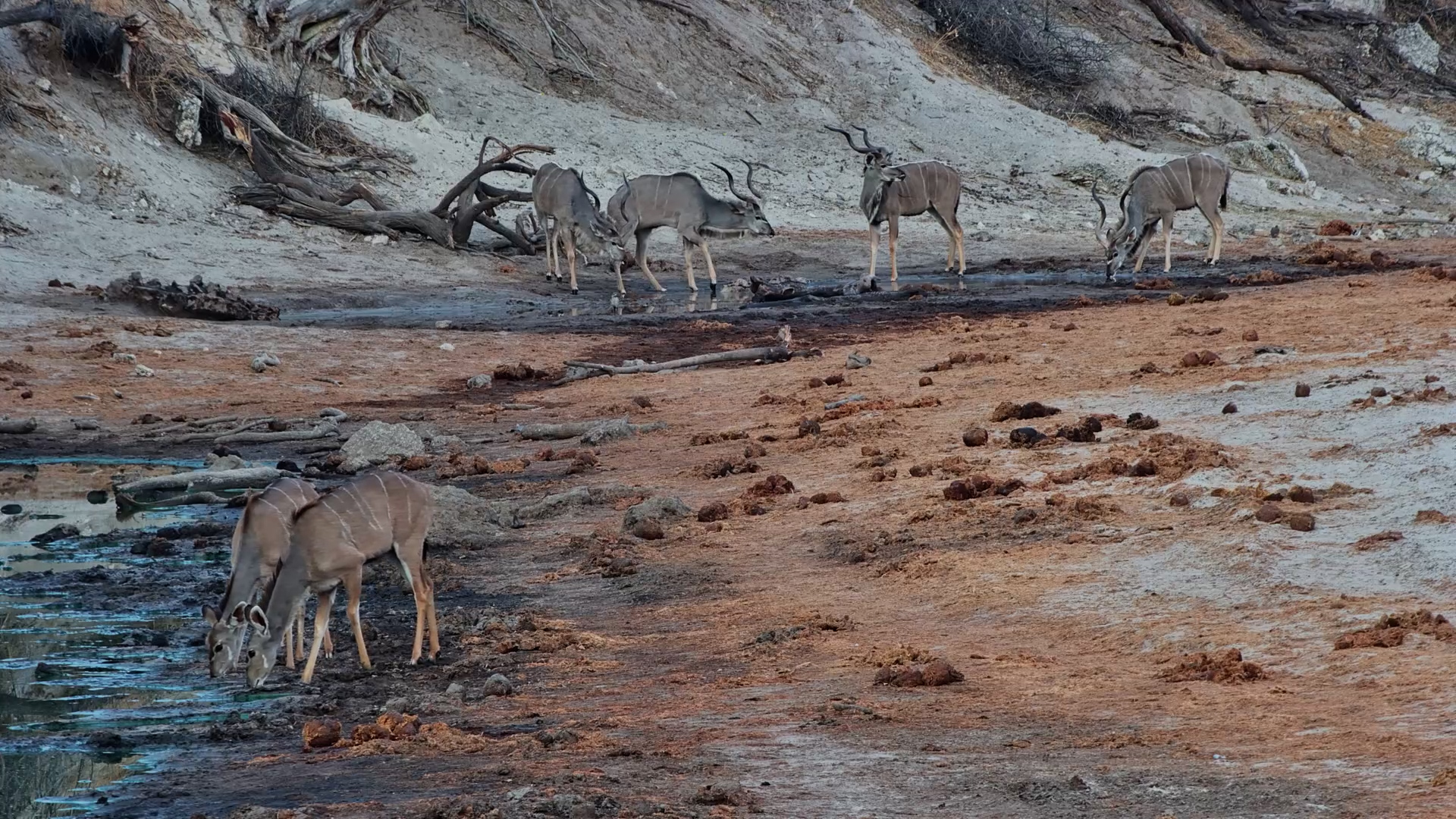 Kudus Arrive for a Morning Drink at Meno a Kwena