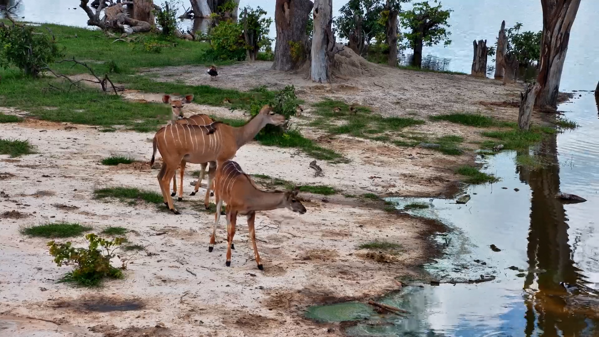 Kudu Herd Visits Elephant Pan