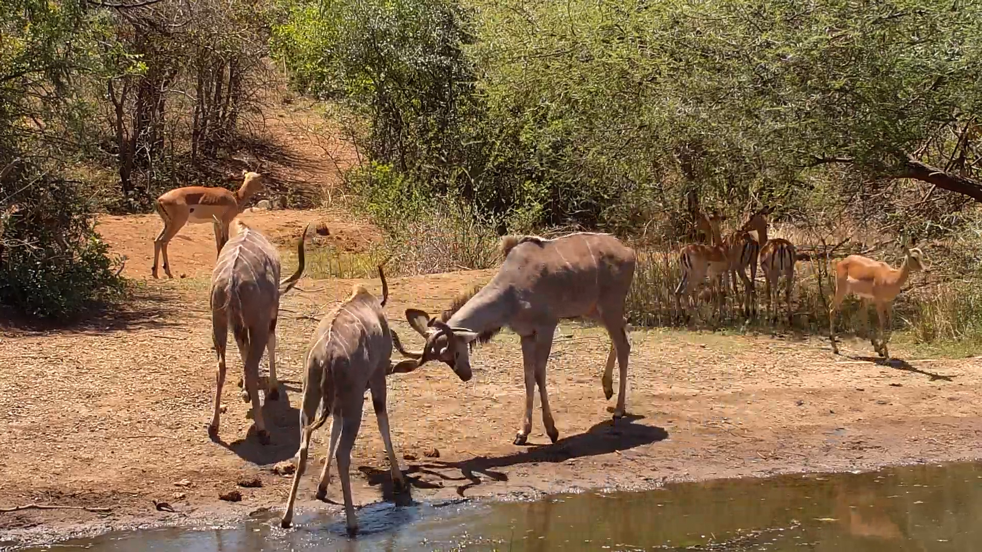 Playful Horn Clash at Kwa Maritane Waterhole!
