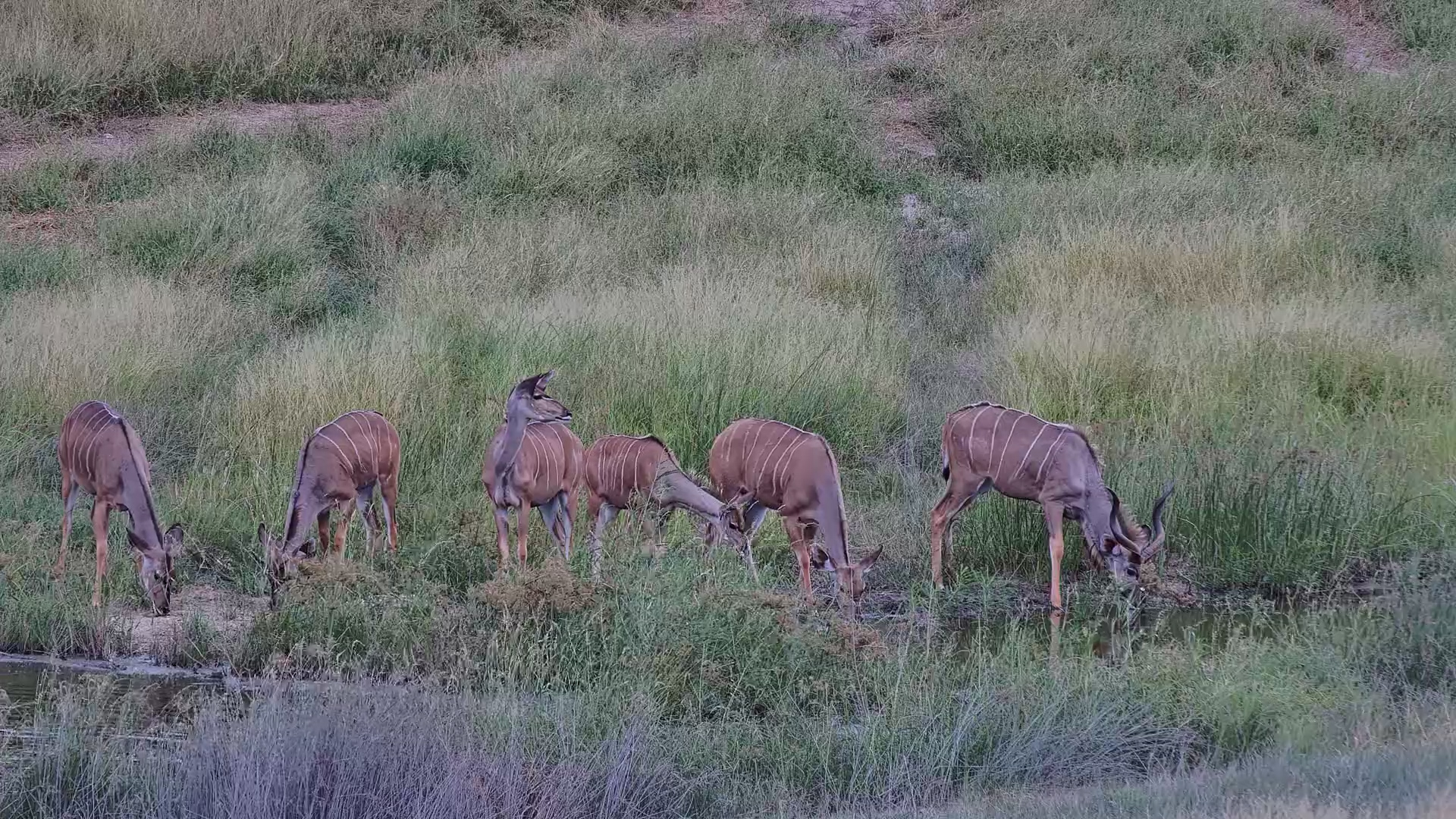 Kudu Herd Arrives at Camelthorn
