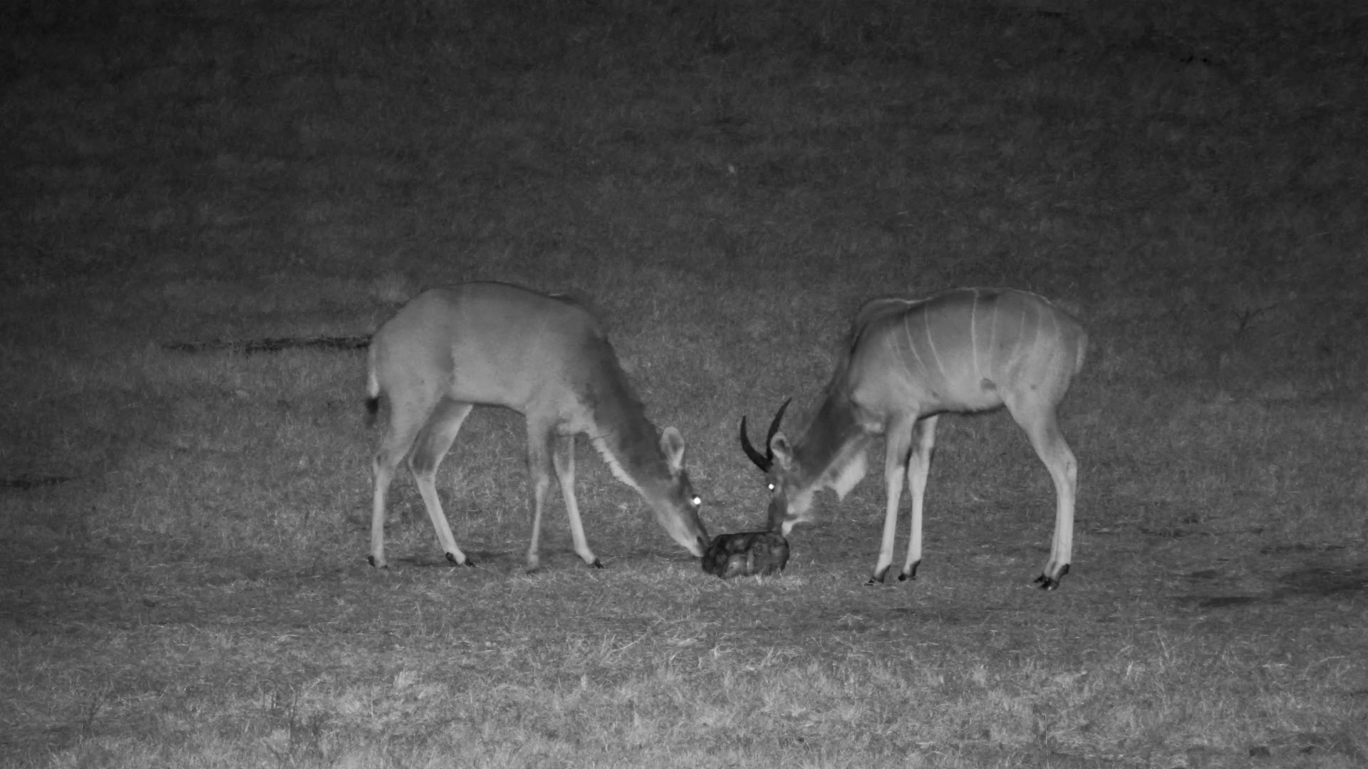 Two Kudus Sharing a Late-Night Treat