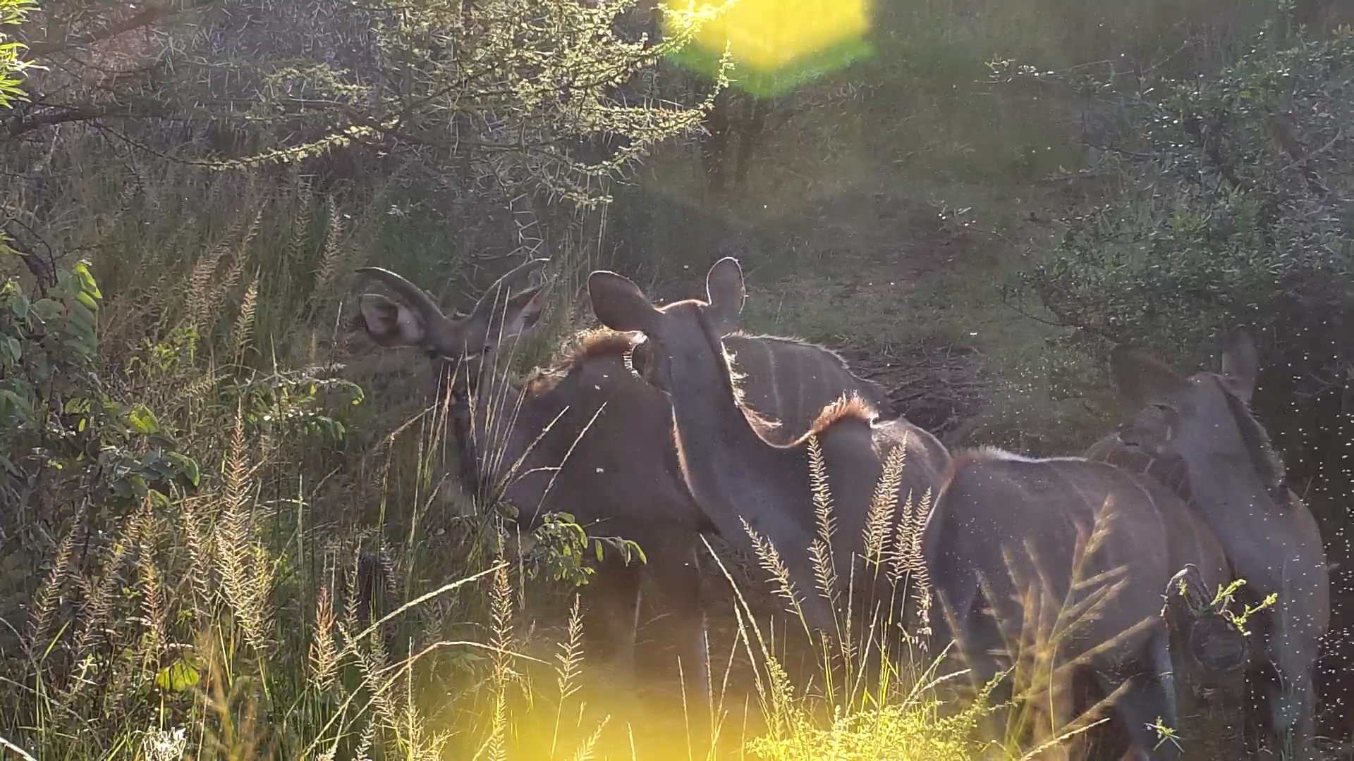 Kudus Taking Their Time at Kwa Maritane