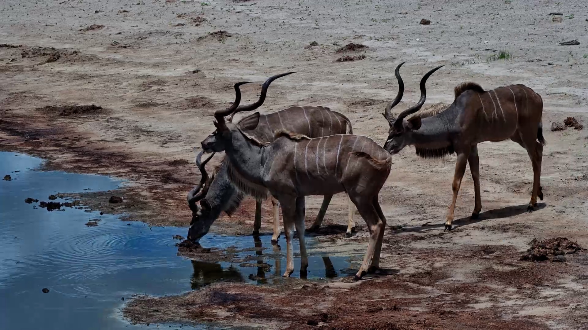 Kudu Bulls Arrive for a Drink at Meno Kwena