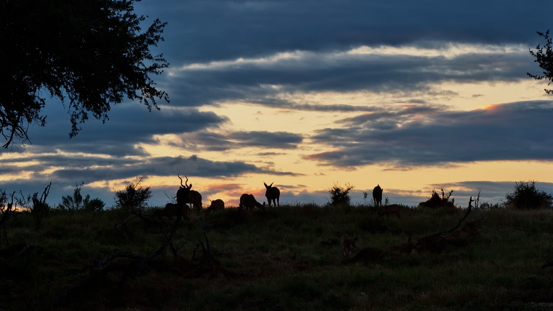 Kudu Herd Watching the Day End