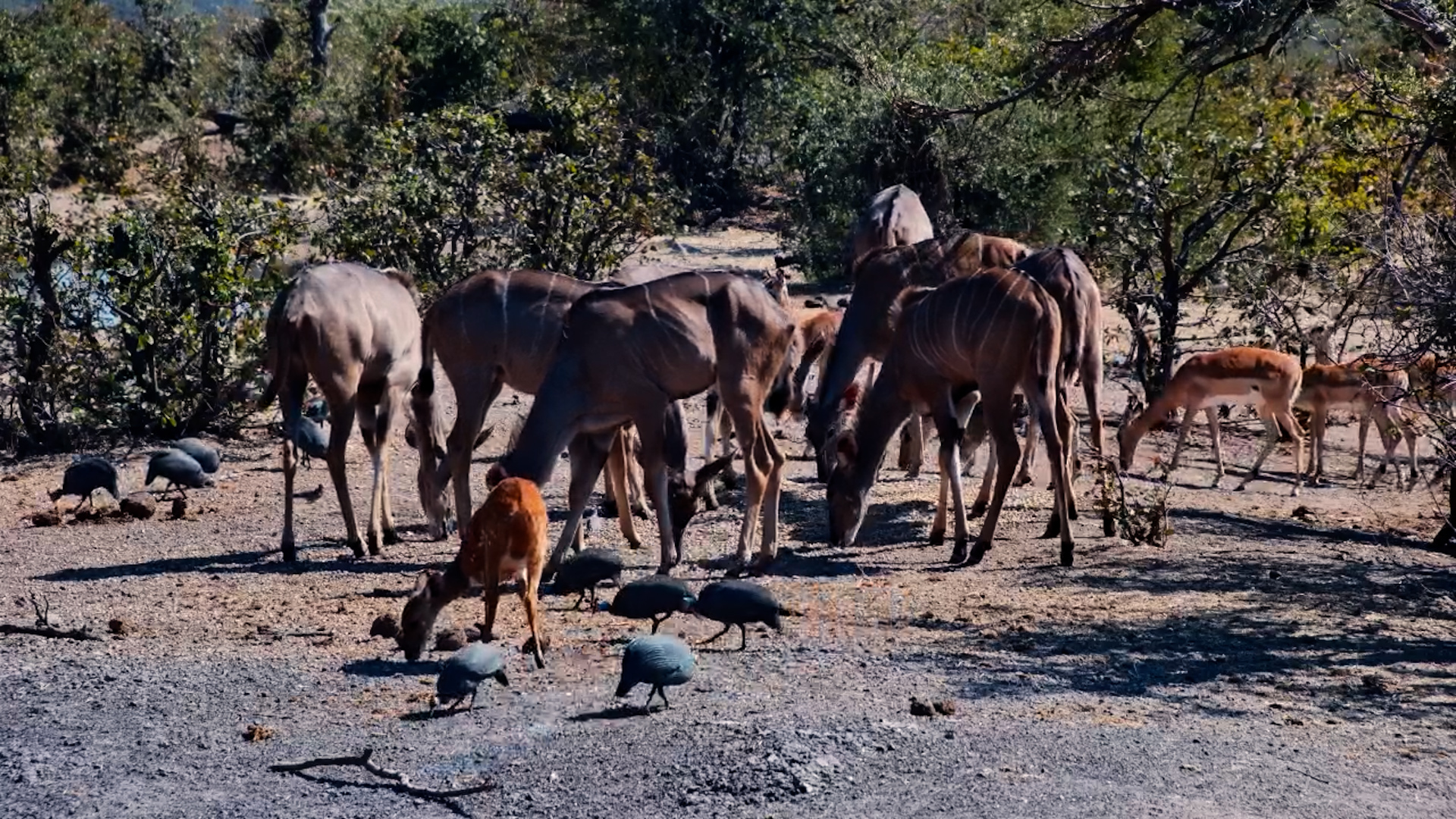 Kudu, Bushbuck and Guineafowl Share the Waterhole