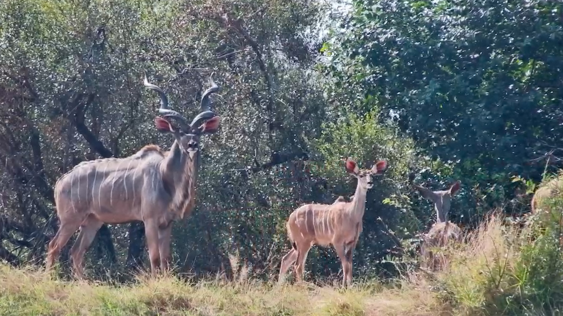 Kudu Herd Makes a Graceful Visit to Simbavati Waterside