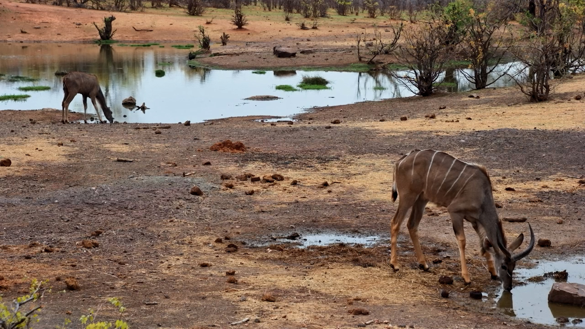 Old One-Eared Kudu Cow