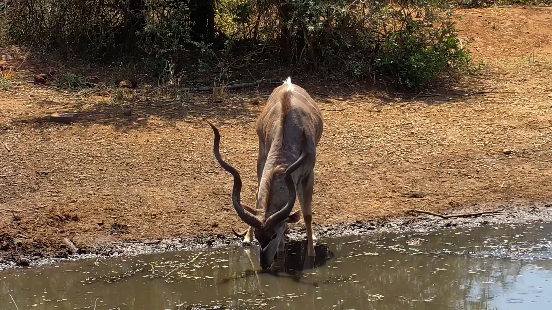 Bachelor Herd of Majestic Kudu Bulls at Kwa Maritane