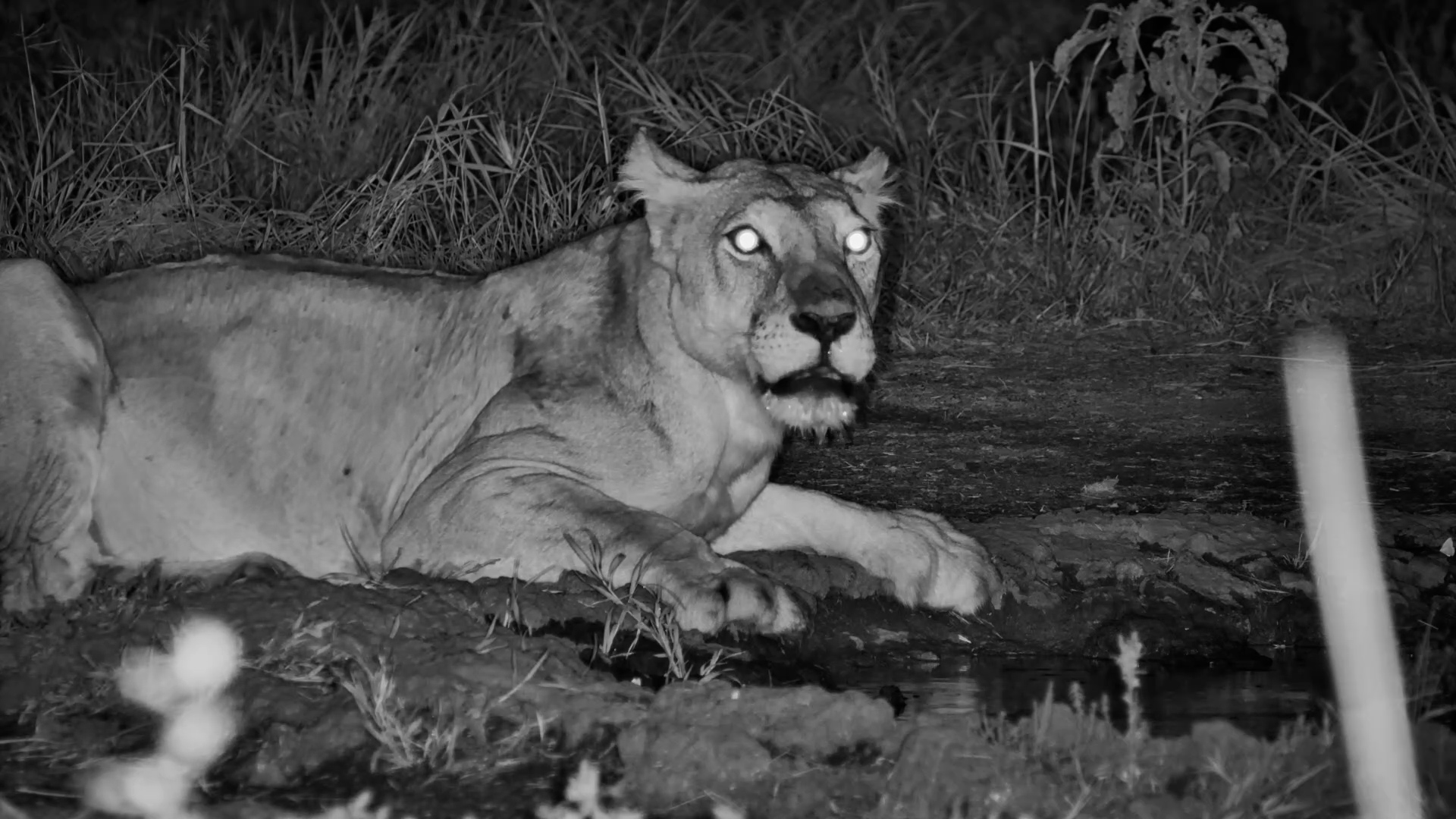 The Limping Lioness Returned With a Bigger Belly