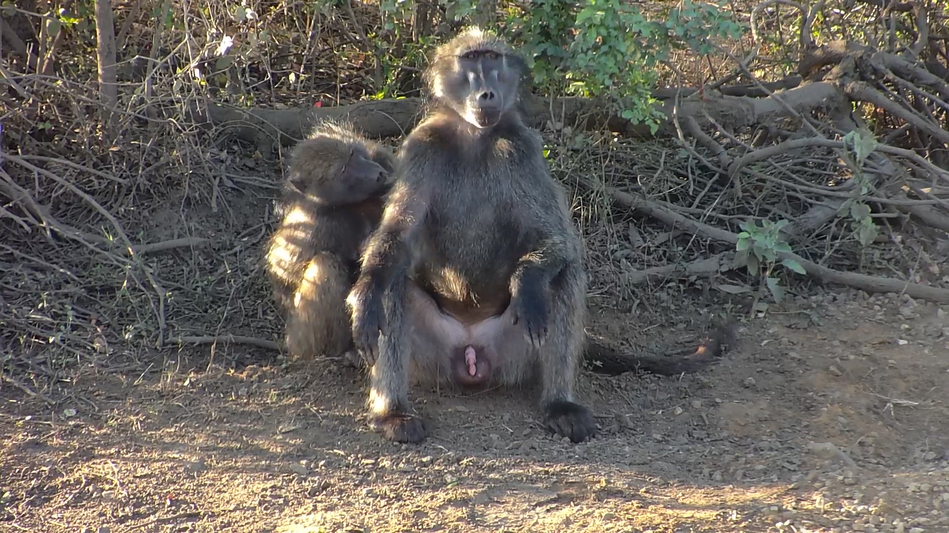 Daytime Antics of a Chacma Baboon Troop