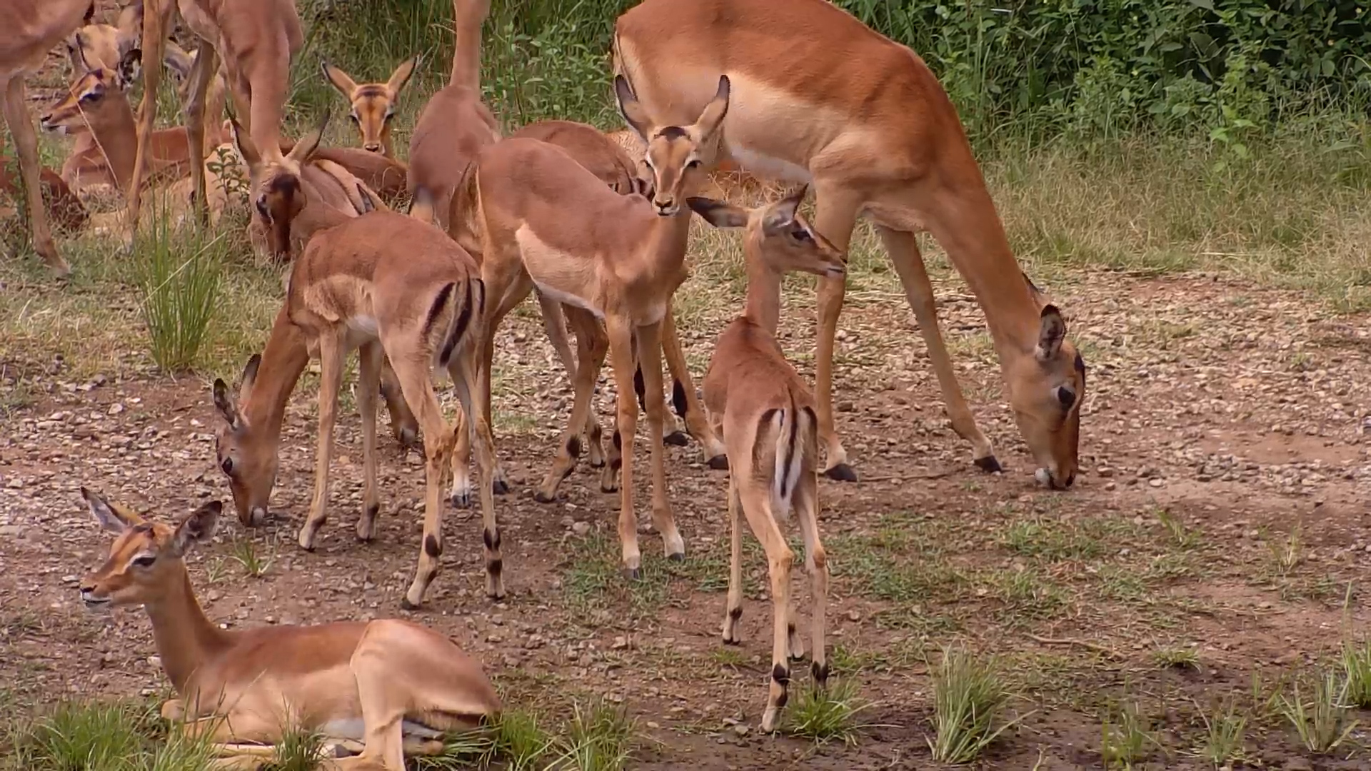 Impala Families Gather by the Waterhole