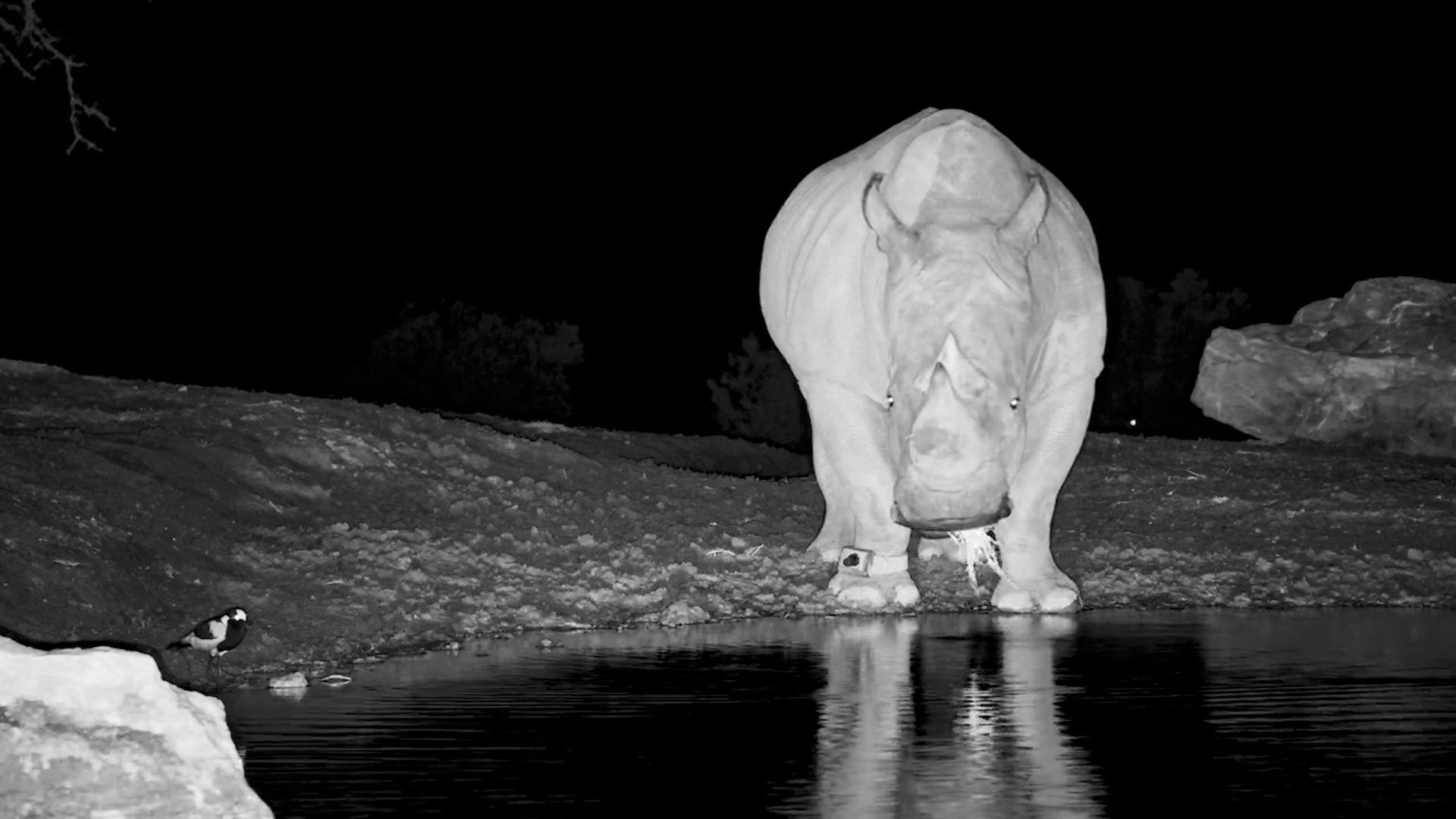 Sip First, Pee Later: Rhino’s Waterhole Shenanigans