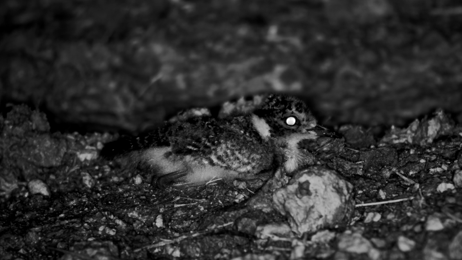 Lapwing Chicks Snuggle Under Mum