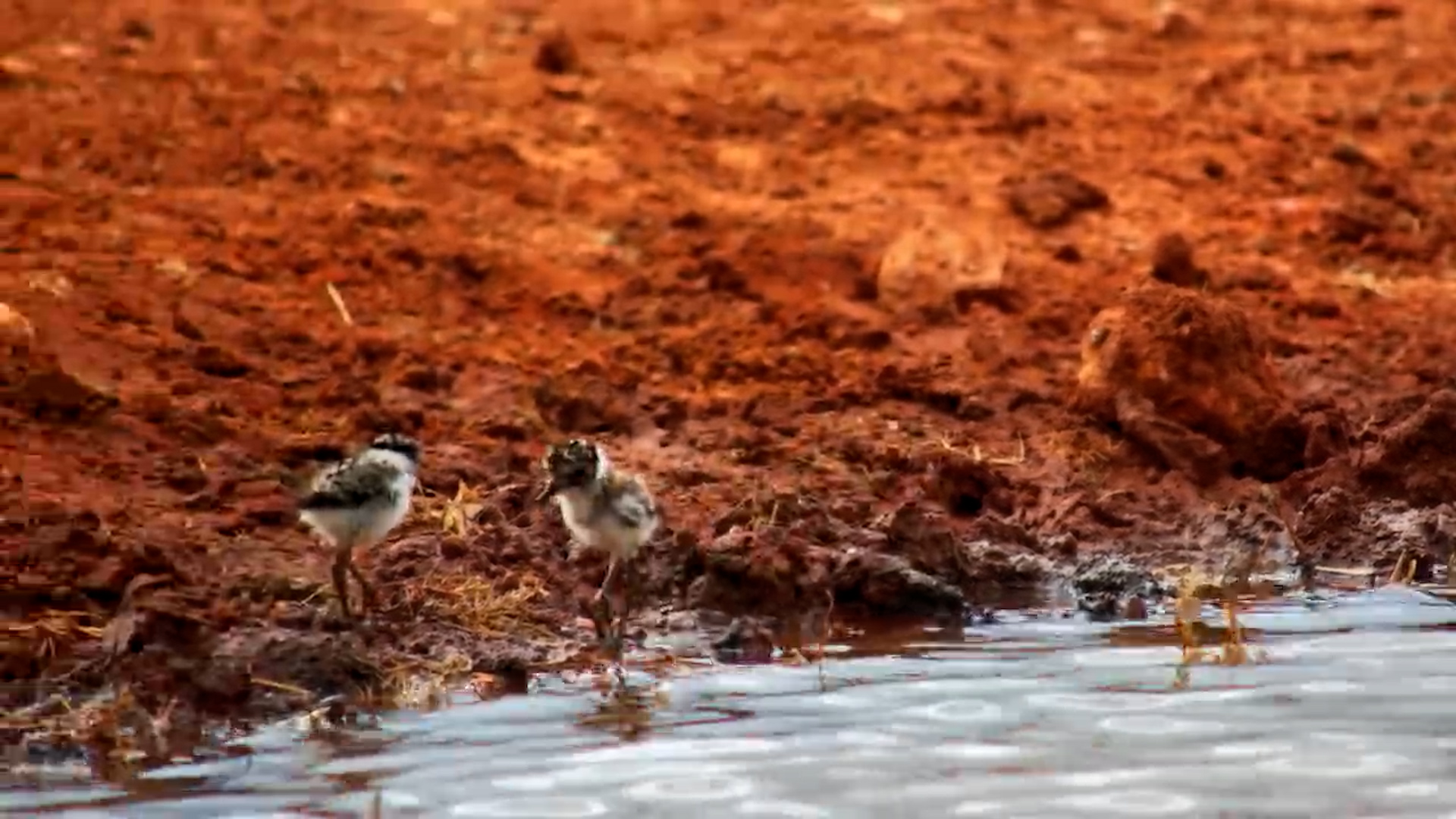 Blacksmith Lapwing Chicks Finding Their Feet