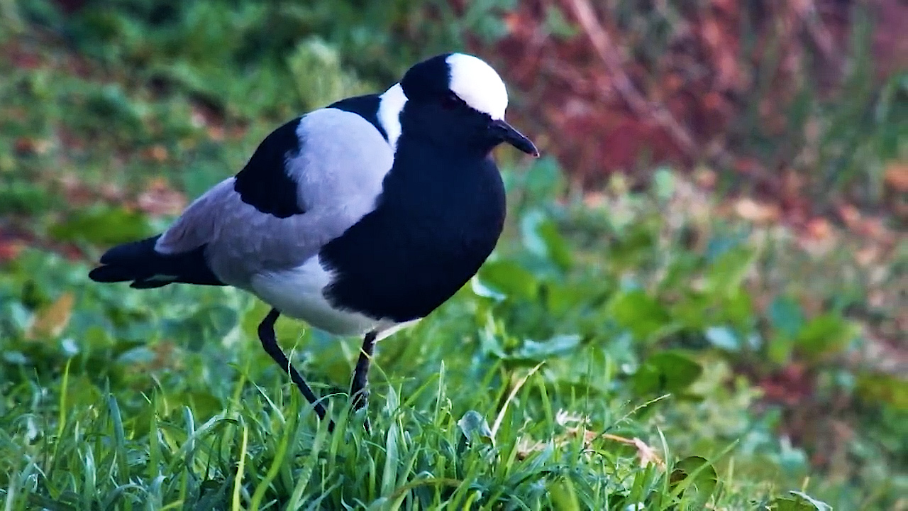 The Beauty of a Blacksmith Lapwing Up Close