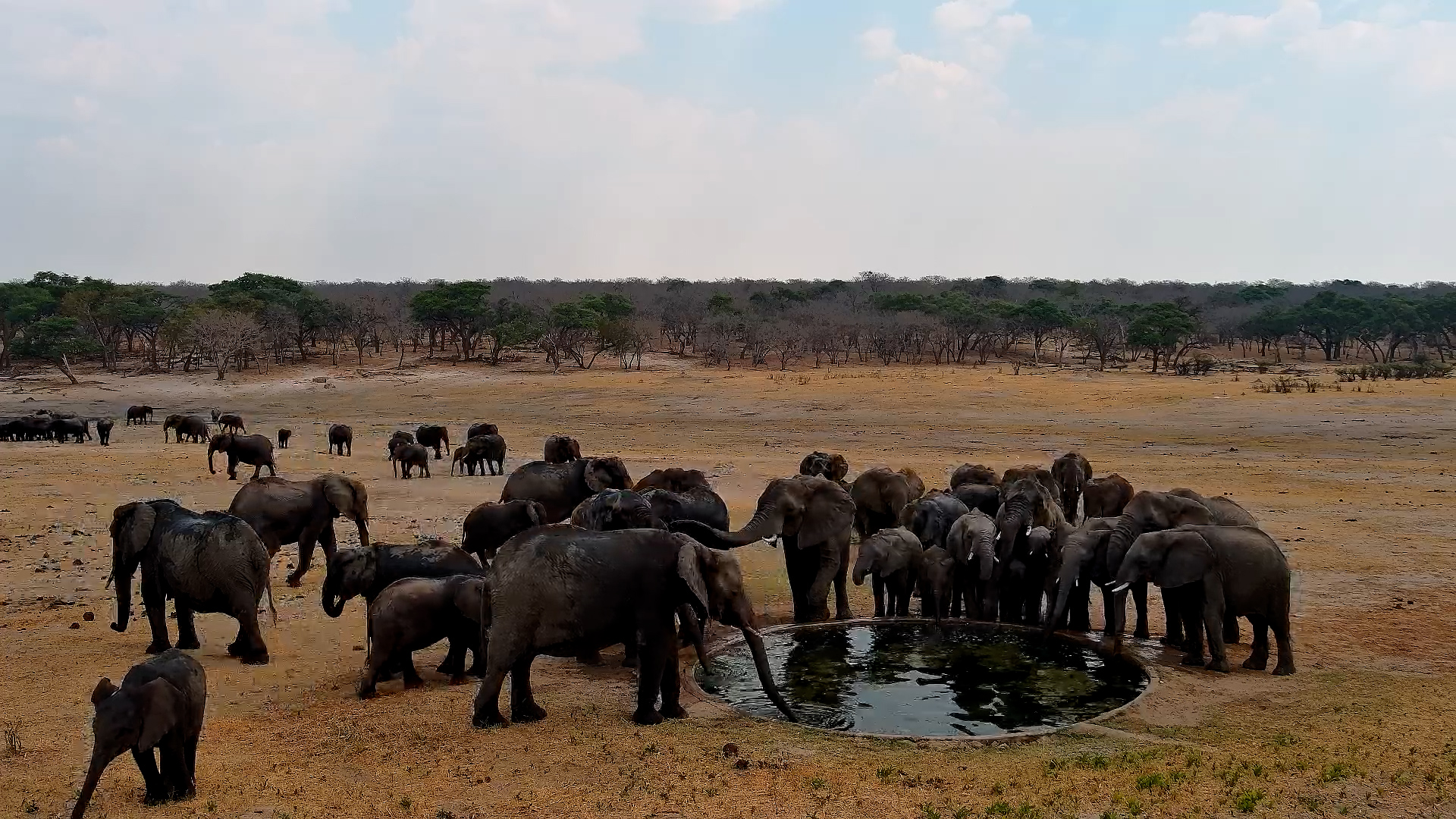 Elephants Come Together at Hwange