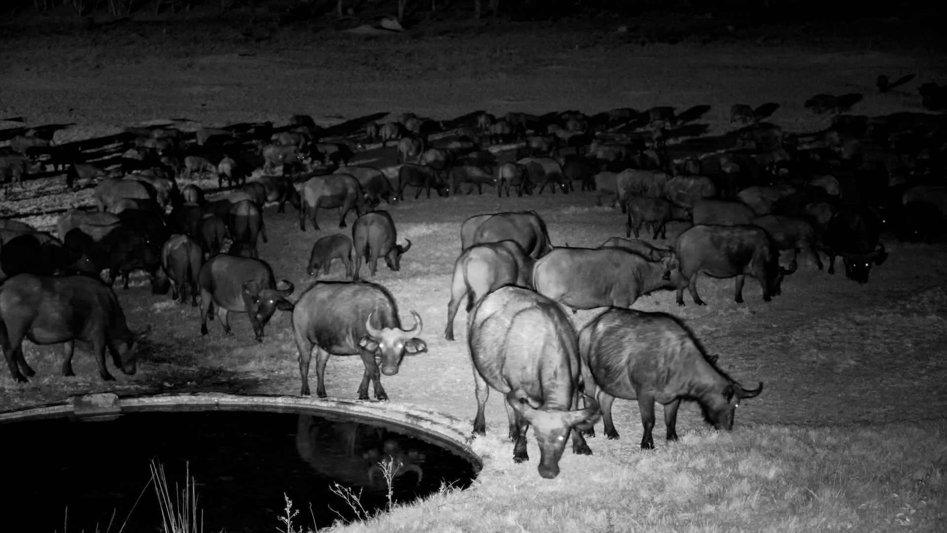 One Waterhole. Hundreds of Buffalo