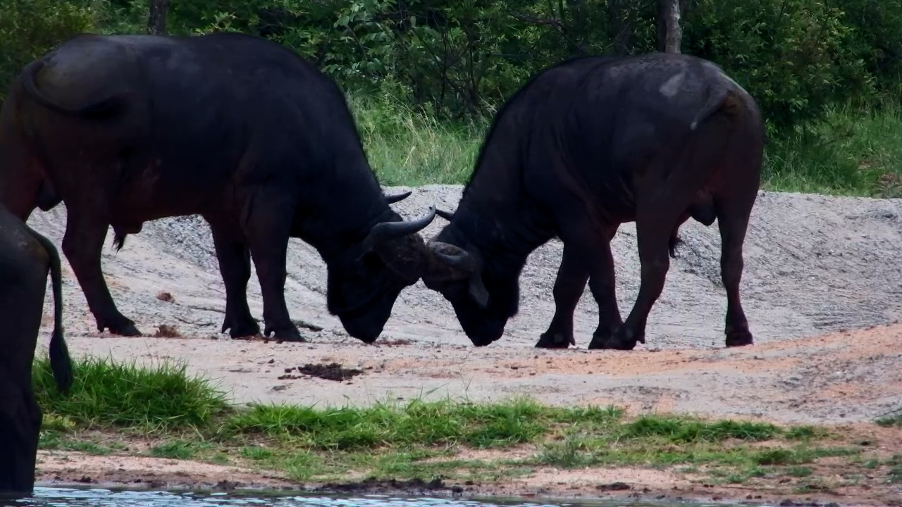 Buffalo Herd Gathers at Simbavati Waterside