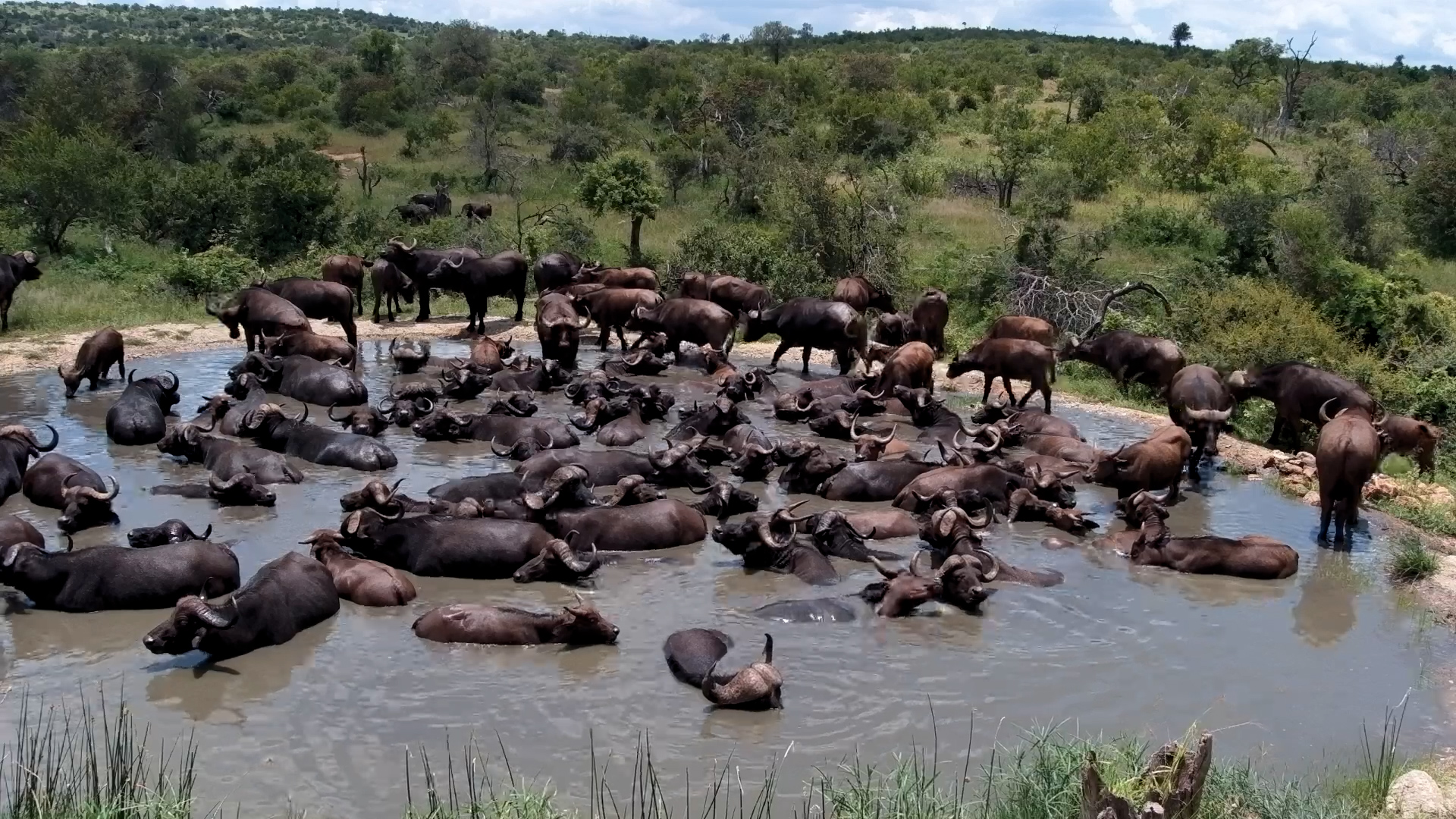 This Is How the Day Begins in the Wild