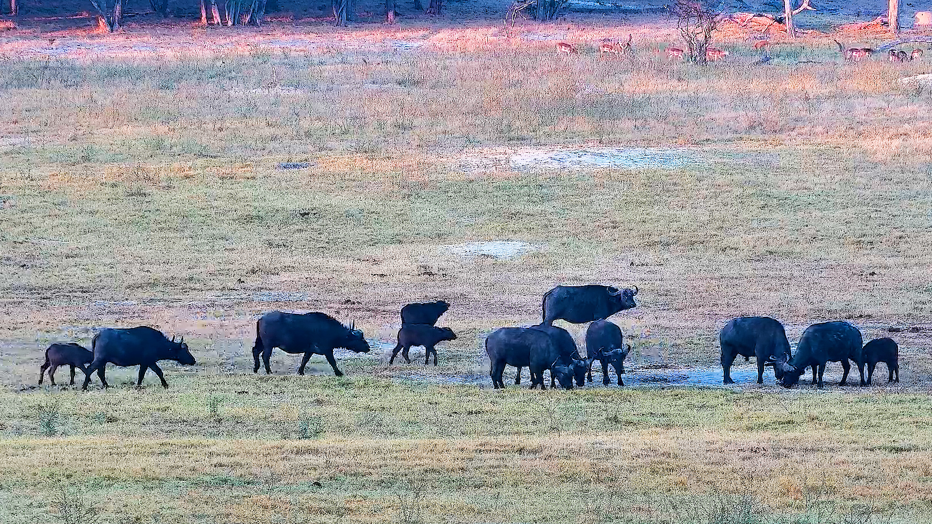 Morning Rush Hour in Hwange
